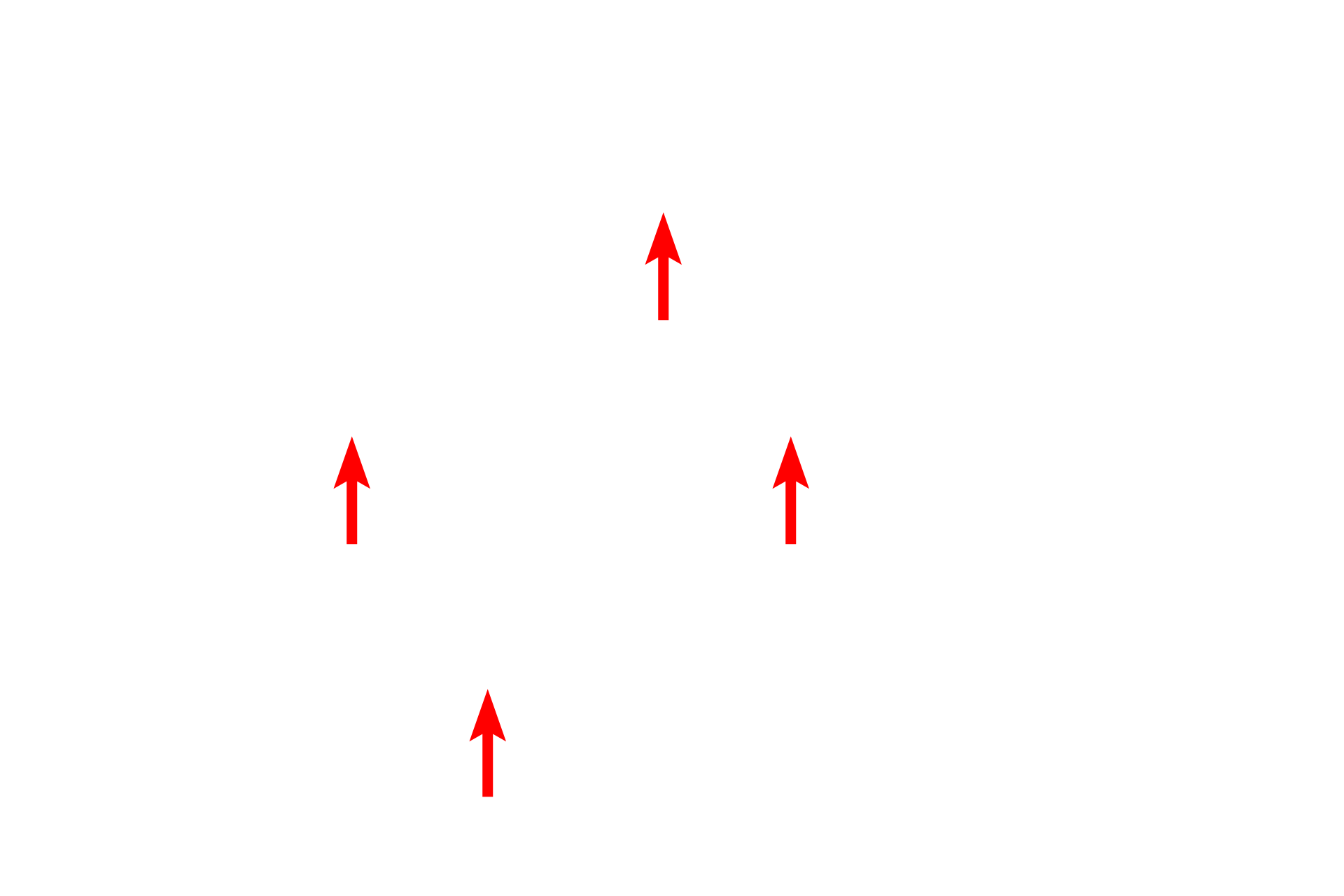  - Z lines > <p>The Z line bisects the I band and is the attachment site for the thin myofilaments.</p>
