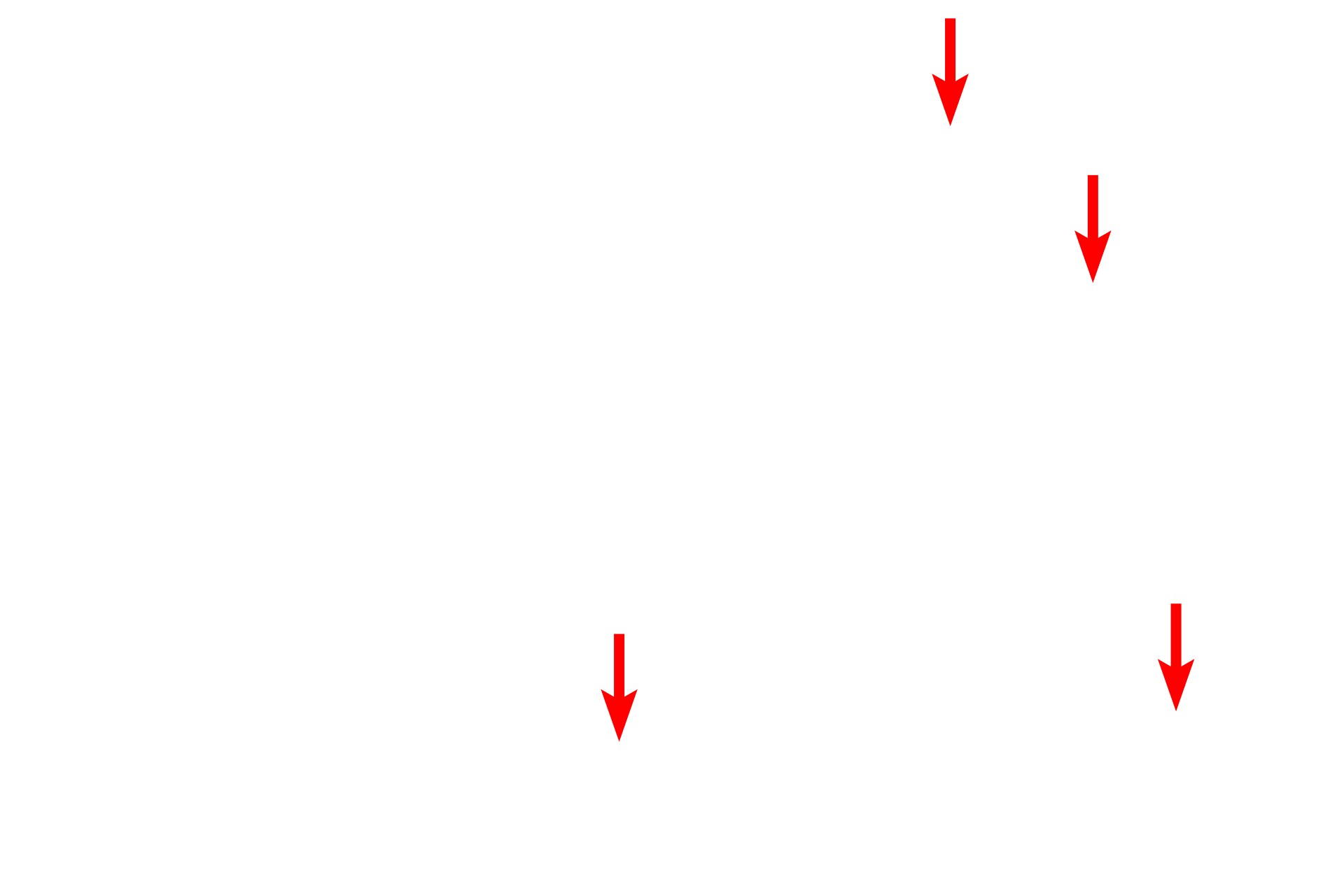 Mitochondria > <p>The high energy demands of cardiac muscle are reflected by the large number of mitochondria and glycogen granules.</p>
