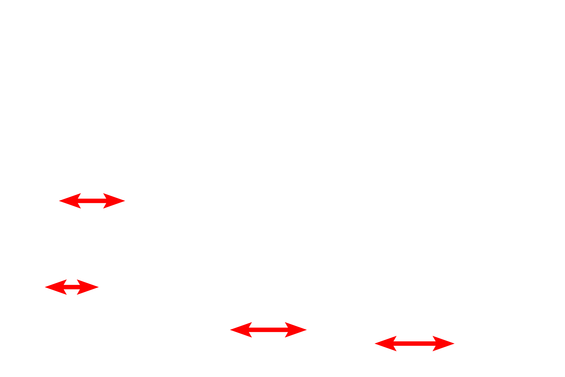  - Myofibrils <p>A cross section of a portion of a skeletal muscle fiber displays the large numbers of myofibrils filling the sarcoplasm. The single visible nucleus is located just beneath the sarcolemma. Each muscle fiber secretes its own external lamina, which surrounds the entire cell. 10,000x</p>
