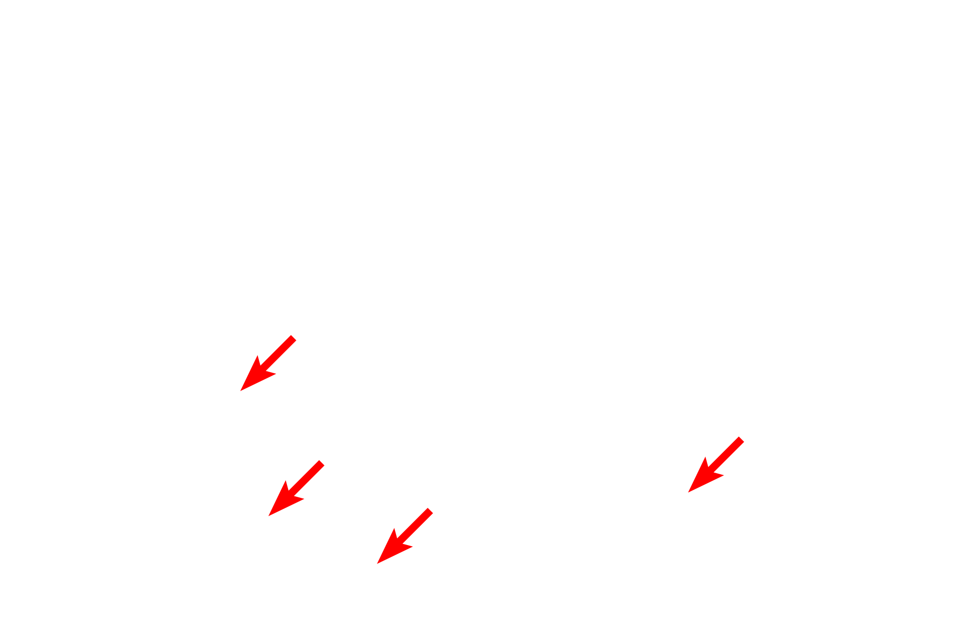  - Mitochondria <p>A cross section of a portion of a skeletal muscle fiber displays the large numbers of myofibrils filling the sarcoplasm. The single visible nucleus is located just beneath the sarcolemma. Each muscle fiber secretes its own external lamina, which surrounds the entire cell. 10,000x</p>
