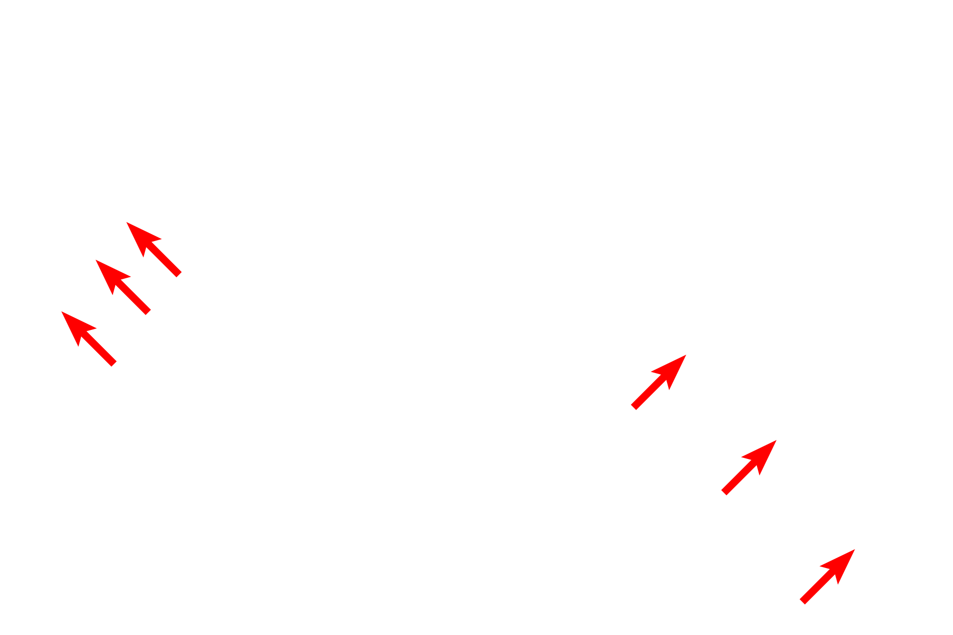  - Sarcolemma <p>A cross section of a portion of a skeletal muscle fiber displays the large numbers of myofibrils filling the sarcoplasm. The single visible nucleus is located just beneath the sarcolemma. Each muscle fiber secretes its own external lamina, which surrounds the entire cell. 10,000x</p>
