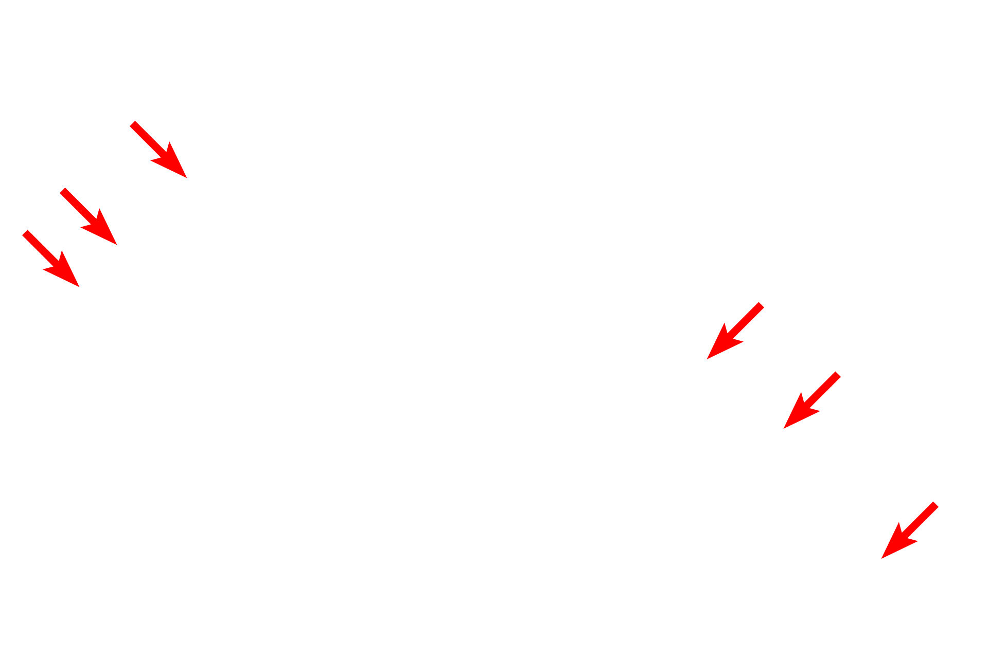 External lamina <p>A cross section of a portion of a skeletal muscle fiber displays the large numbers of myofibrils filling the sarcoplasm. The single visible nucleus is located just beneath the sarcolemma. Each muscle fiber secretes its own external lamina, which surrounds the entire cell. 10,000x</p>

