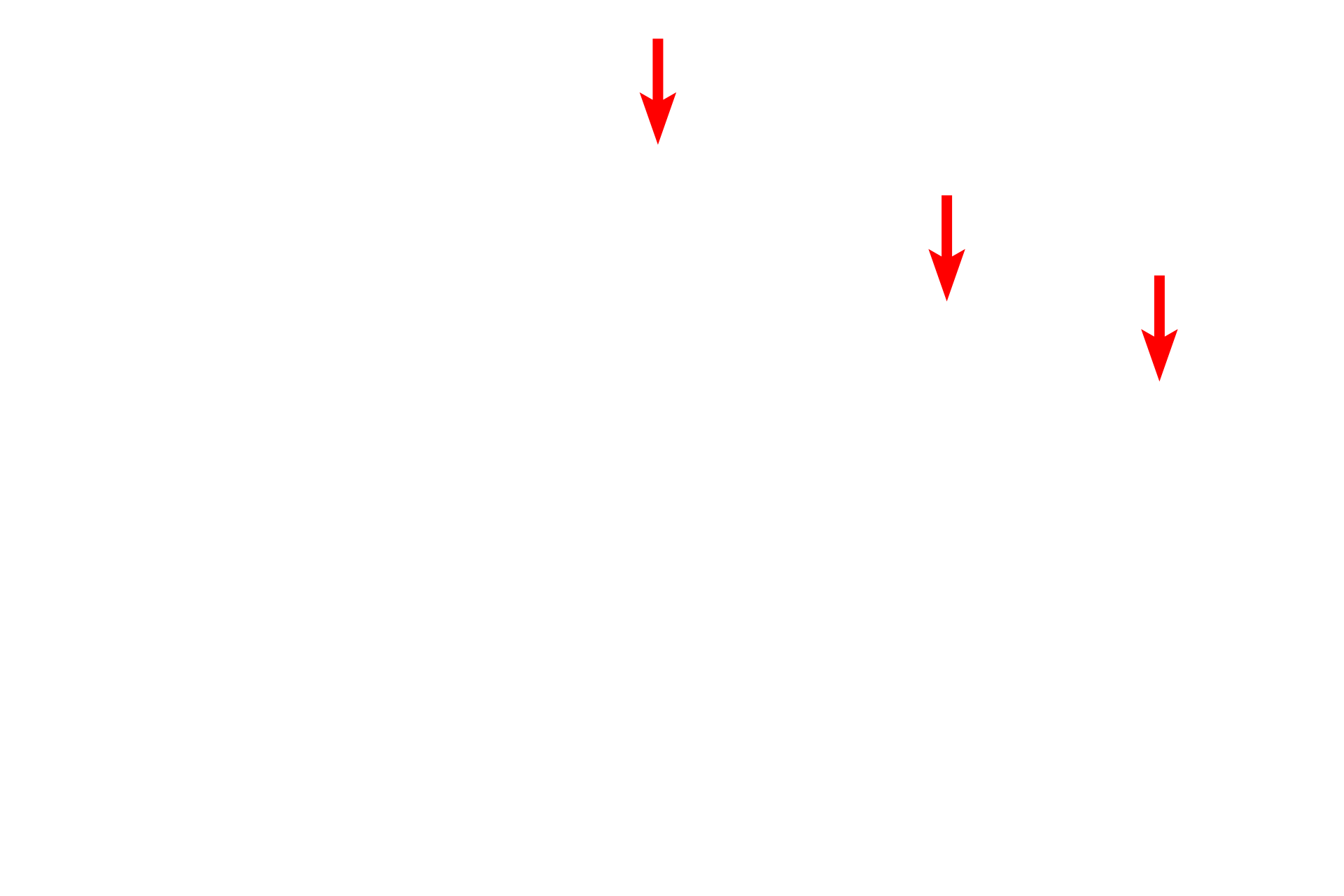 Sarcolemma <p>A cross section of a portion of a skeletal muscle fiber lies adjacent to a capillary. Note the large numbers of mitochondria, as well as myofibrils composed of myofilaments. Nuclei are located around the periphery of the fiber just beneath the sarcolemma. 12,000x</p>
