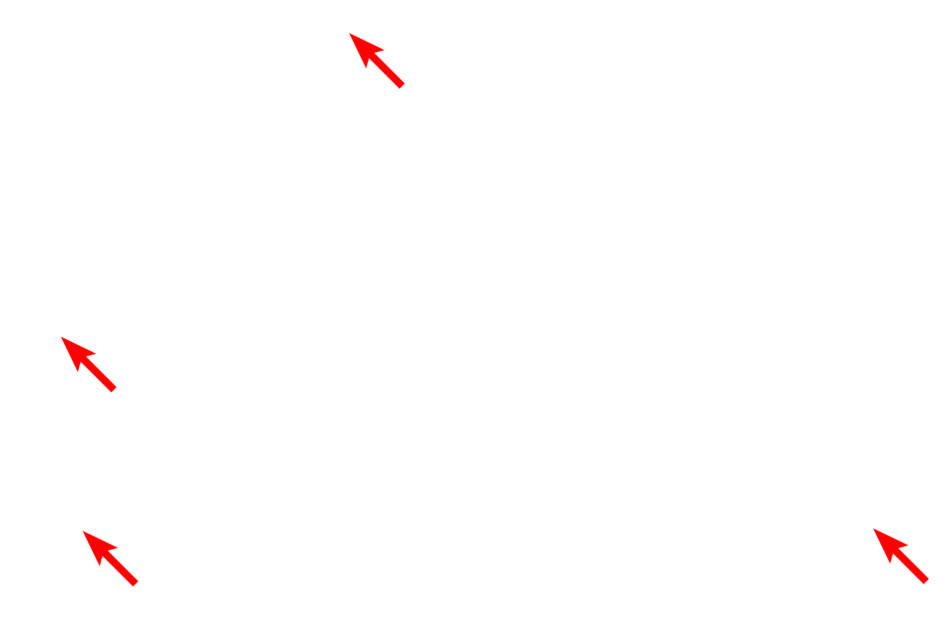 Mitochondria <p>Several myofibrils and the myofilaments that comprise them demonstrate the highly ordered arrangement of thin myofilaments surrounding the thick myofilaments. Though not well preserved in this tissue, the sarcoplasmic reticulum (comparable to endoplasmic reticulum) is present around the periphery of the myofibril. 40,000x</p>

