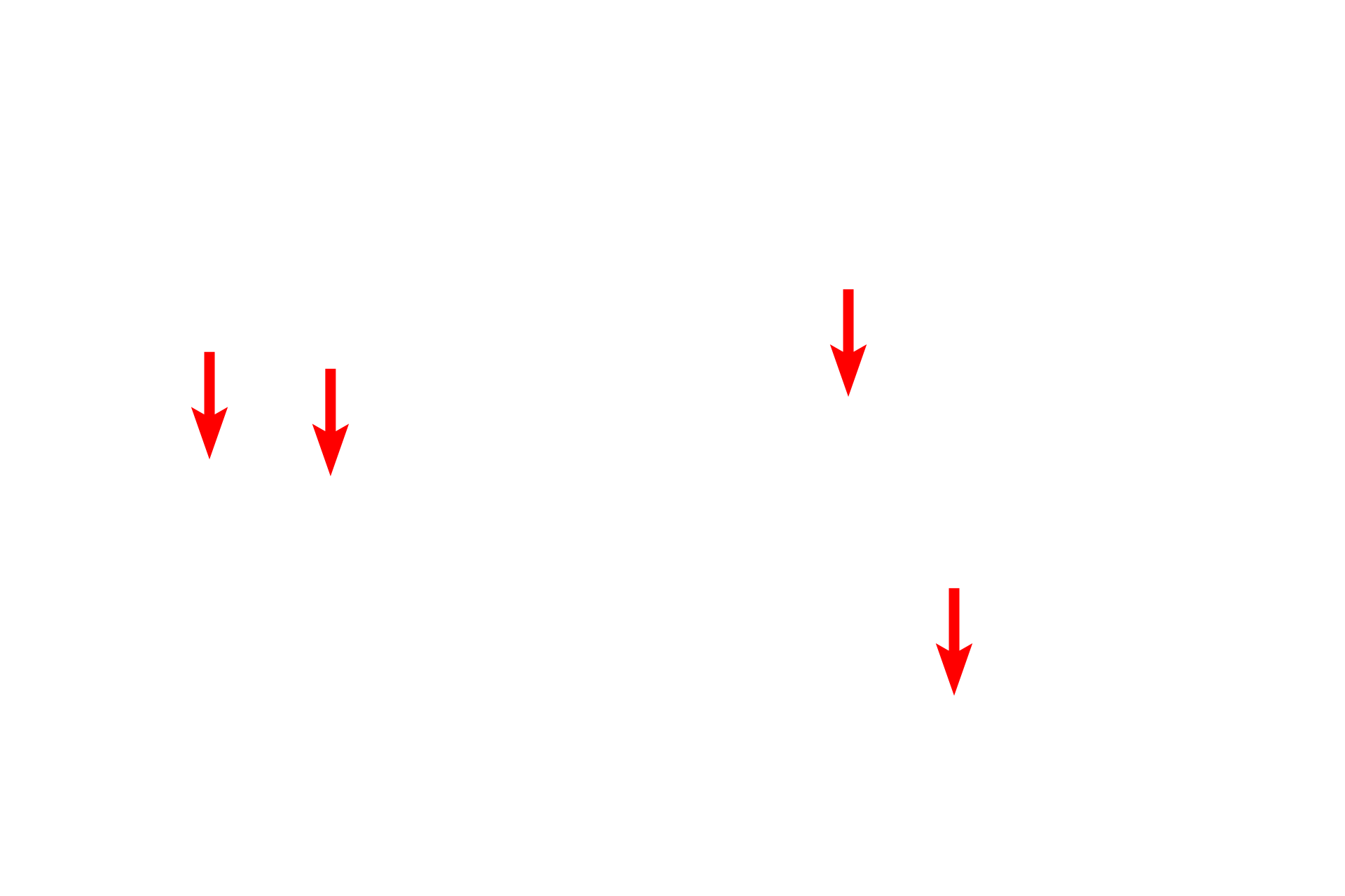 Thin myofilaments > <p>Thin myofilaments consist primarily of polymerized globular actin molecules. Globular actin polymerizes, forming the filament which has binding sites for myosin of the thick myofilament. Tropomyosin and troponin proteins spiral around the filament, regulating the interaction of myosin with the thin filaments. The thin myofilament is anchored to the Z line, consisting of alpha-actinin and Cap Z proteins.</p>
