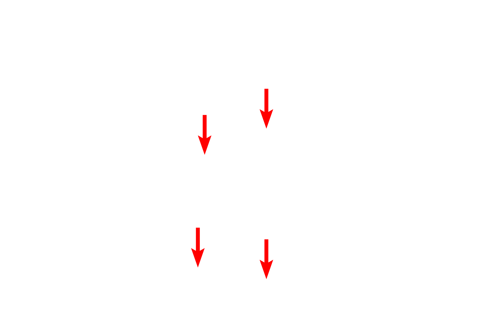Thick myofilaments > <p>Thick myofilaments are composed of myosin II, consisting of two heavy chains and four light chains. Head groups on the myosin bind to the actin of the thin myofilaments. The conformational changes of the head groups move the thin myofilament relative to the thick myofilament, a process referred to as the sliding filament mechanism.</p>
