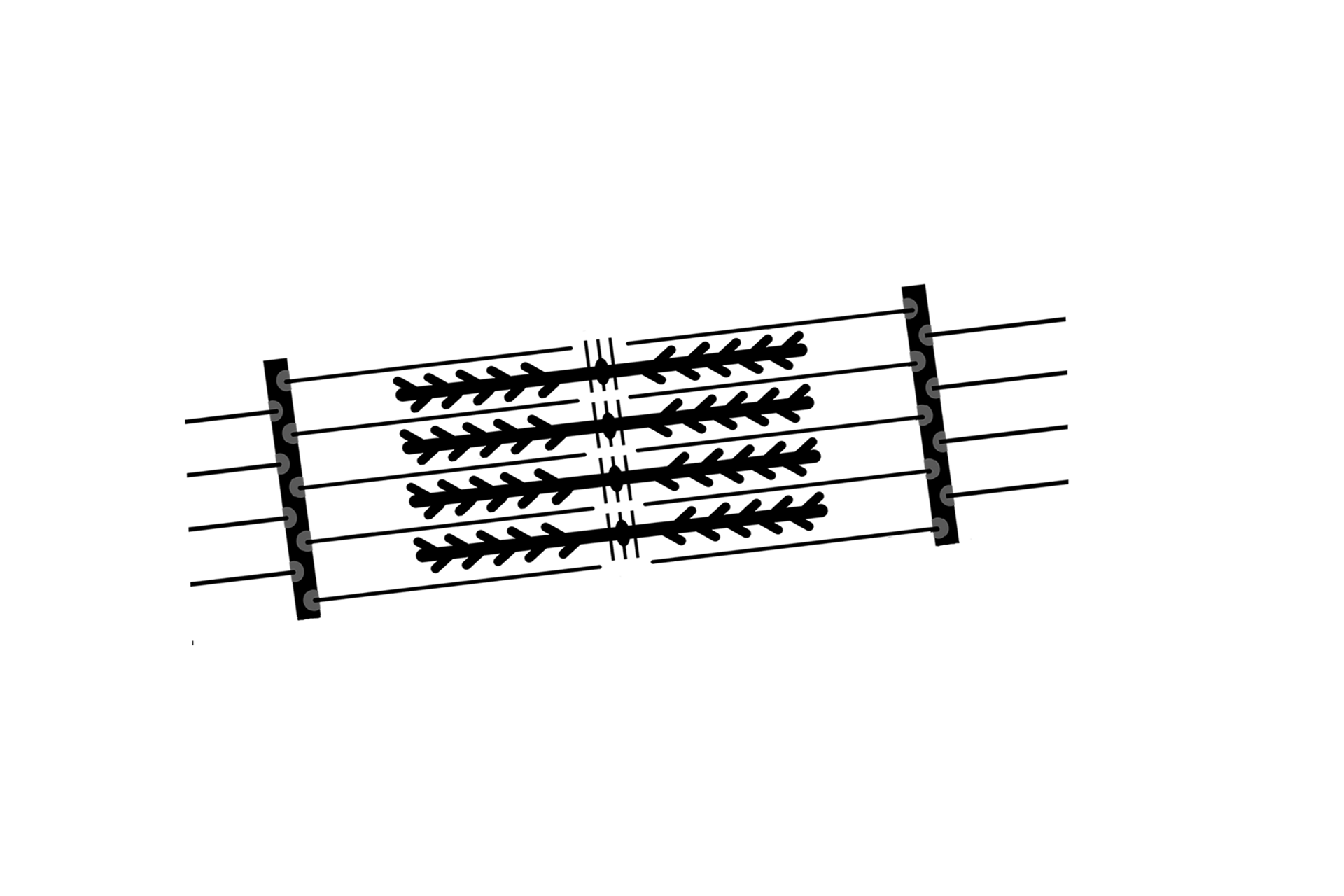 Sarcomere overlay > <p>Diagrammatic representation of the major structural elements of the sarcomere.</p>

