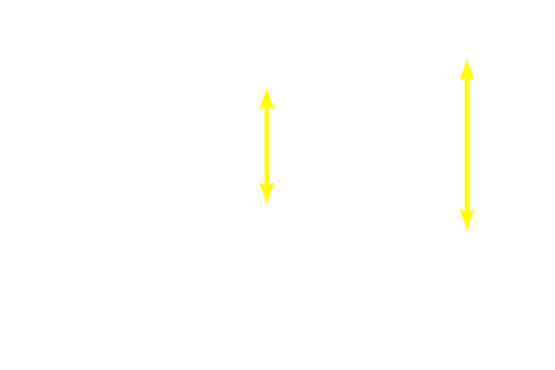 Muscle fibers <p>A  cross section of skeletal muscle demonstrates the multiple peripheral nuclei in each fiber. The cytoplasm is filled with bundles of myofibrils.1000x</p>
