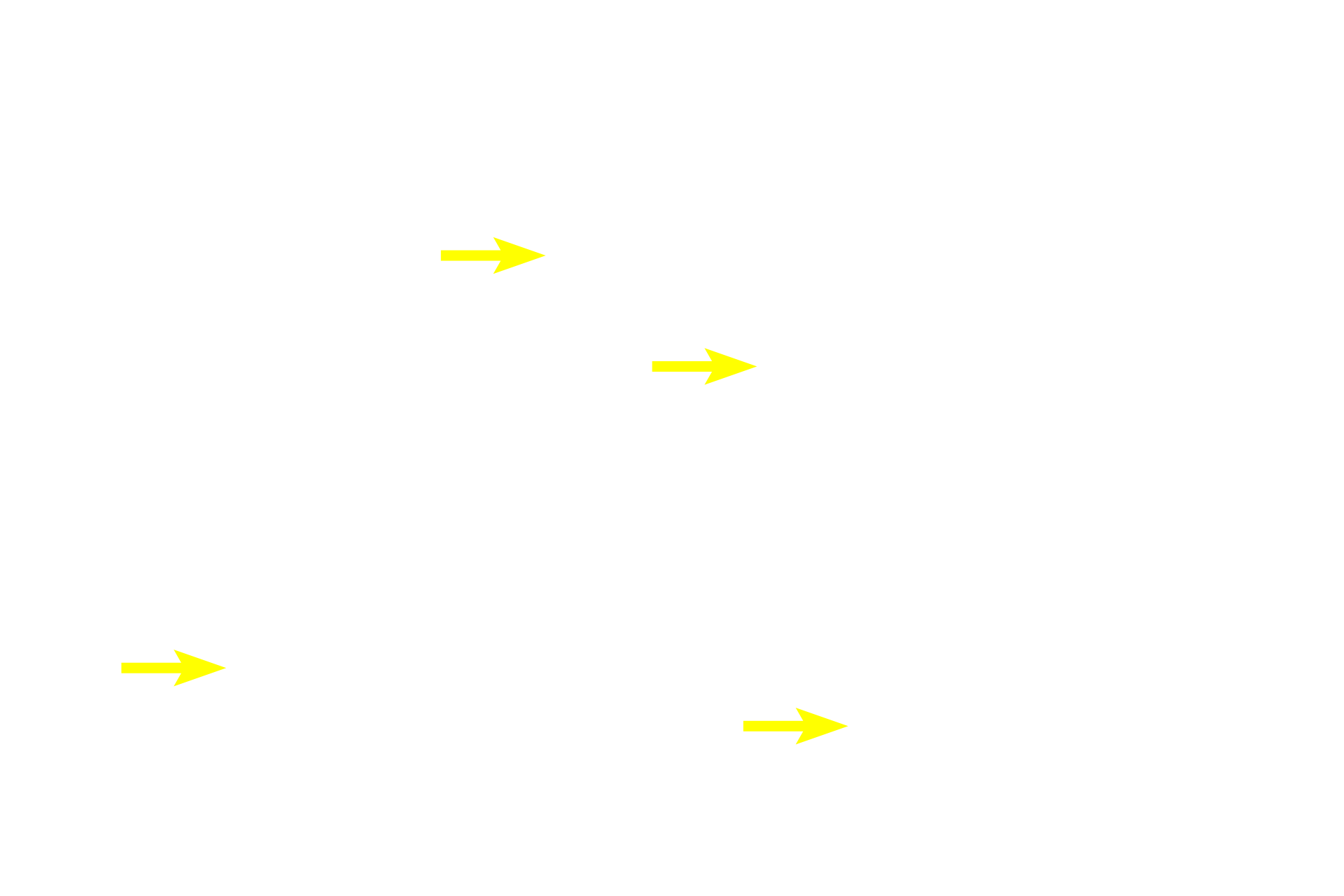  - Nuclei <p>A  cross section of skeletal muscle demonstrates the multiple peripheral nuclei in each fiber. The cytoplasm is filled with bundles of myofibrils.1000x</p>
