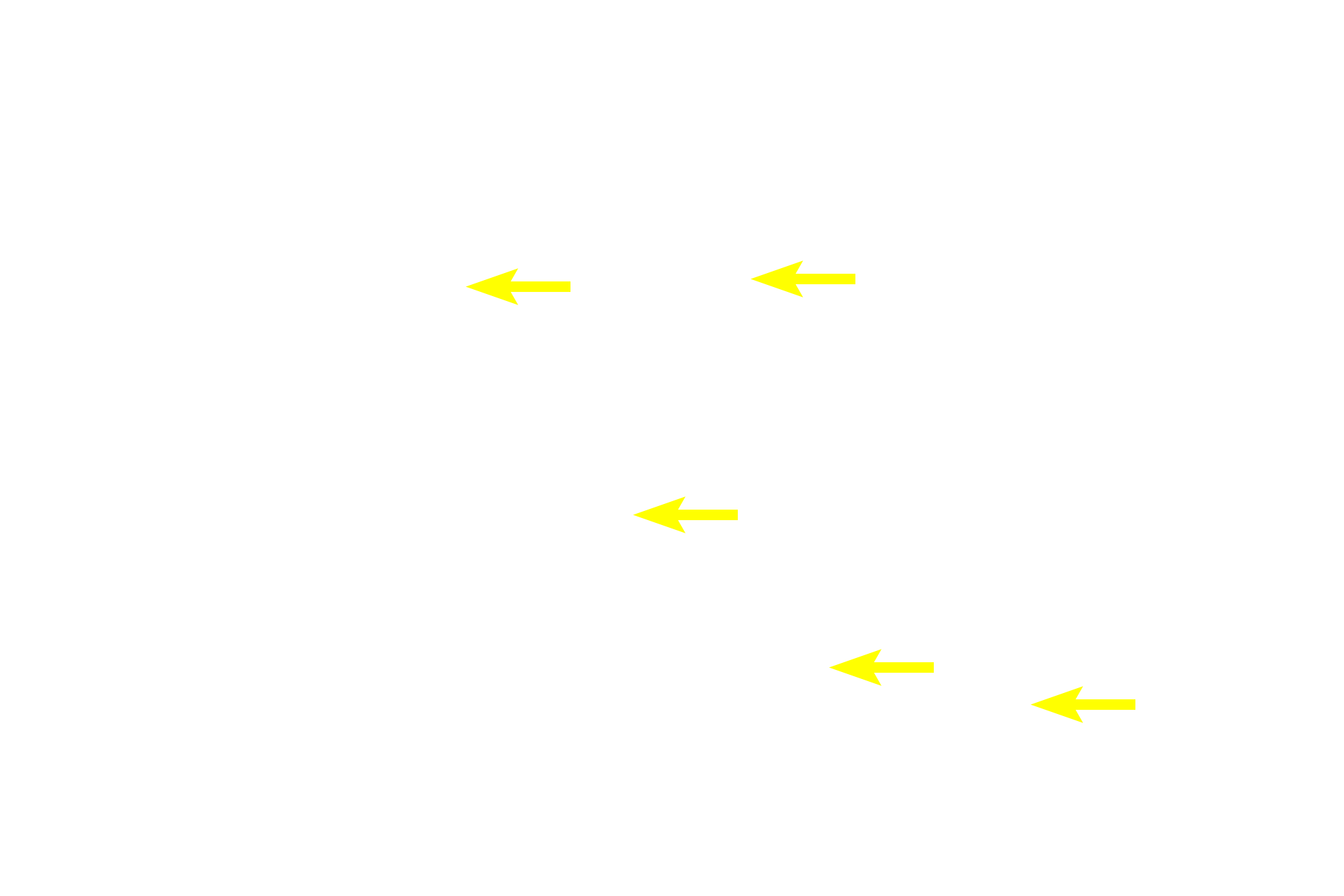  - Myofibrils > <p>Myofibrils run parallel to the longitudinal axis of the fiber and, therefore, are cut in cross section here. Myofibrils occupy most of the cytoplasm of the cell while other organelles, like mitochondria and ER, are located between them. Multiple nuclei are located peripherally, directly beneath the sarcolemma.</p>
