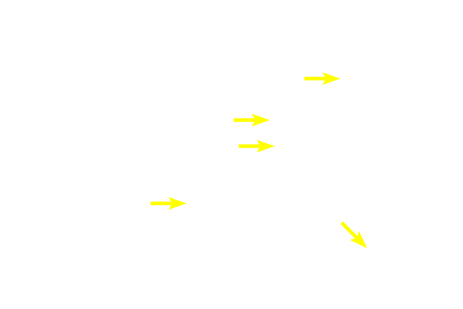 Endomysium > <p>The endomysium consists of a meshwork of reticular fibers that surround individual muscle fibers like a sleeve. </p>
