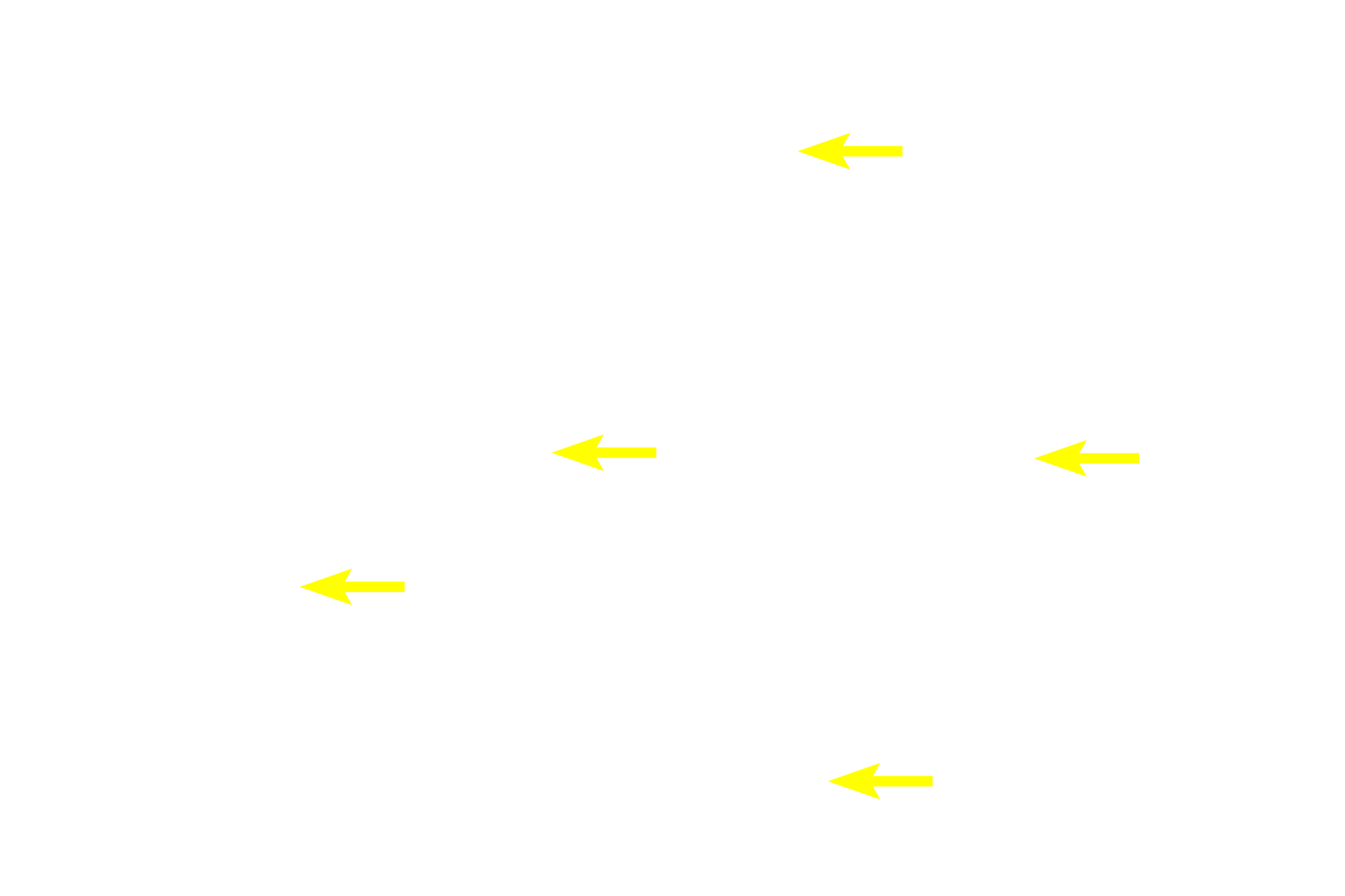 Blood vessels > <p>Due to its high metabolic demand, skeletal muscle is well vascularized.</p>
