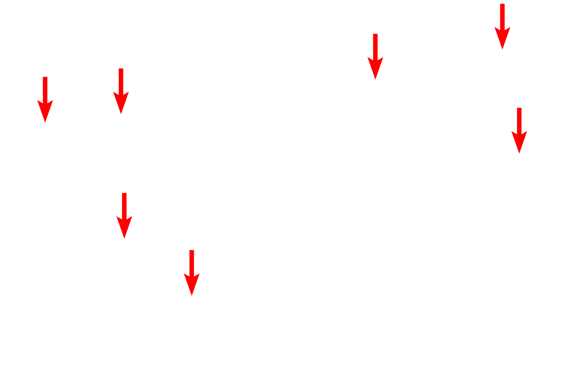 Sarcolemma <p>A smooth muscle fiber, such as this in the wall of an arteriole, is a spindle-shaped cell with a centrally located nucleus.  Prominent dense bodies serve as attachment points for actin myofilaments and are visible in the sarcoplasm of these cells, as well as beneath the sarcolemma.  Myosin myofilaments are intercalated within the actin bundles.  4000x</p>
