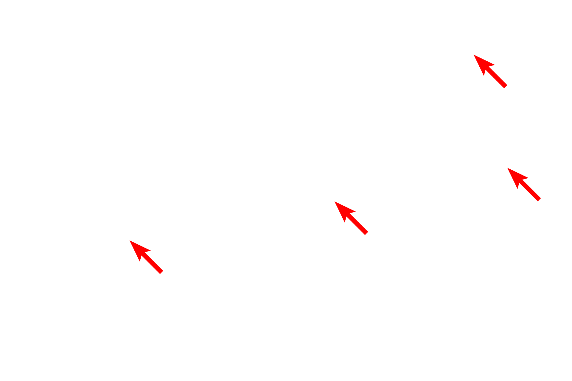 External lamina > <p>Like skeletal muscle, smooth muscle fibers produce an external lamina, which is surrounded by reticular fibers.  Both structures aid in transmitting the force of muscle contraction.</p>
