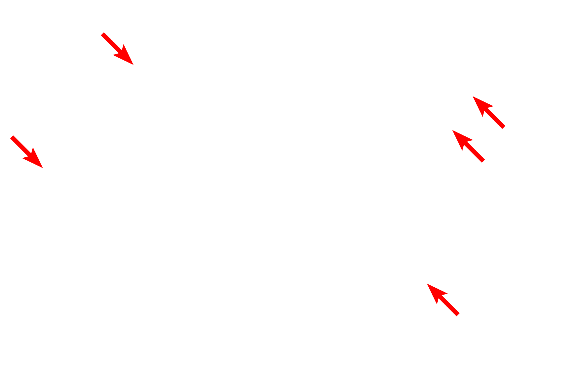 Sarcolemma <p>This electron micrograph of a smooth muscle fiber shows the external lamina surrounding the entire fiber, as well as sarcolemmal invaginations called caveoli.  The sarcoplasm is filled with myofilaments, with the majority of the other cellular organelles located at the poles of the nucleus.  7000x</p>
