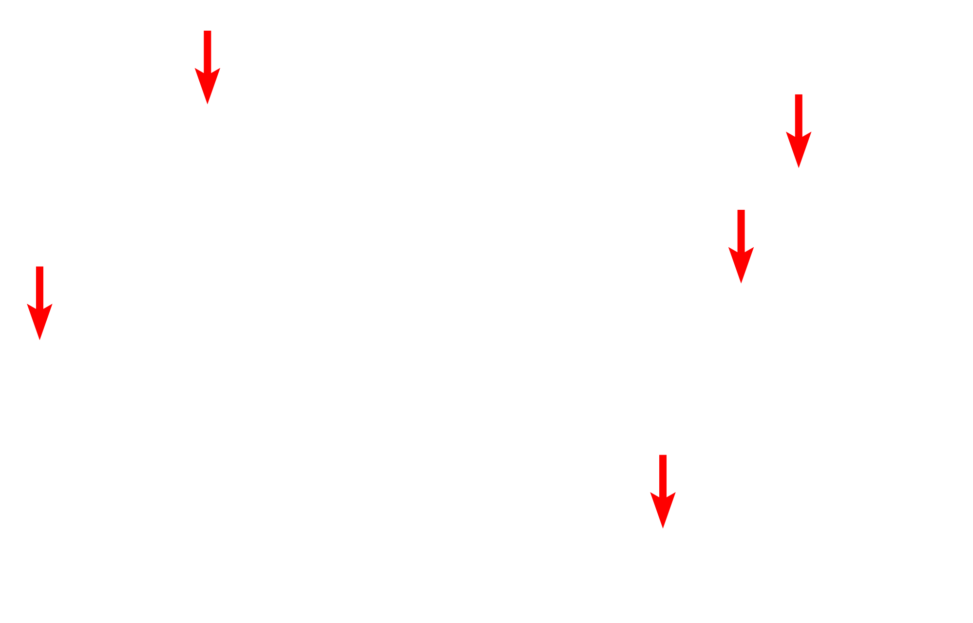 External lamina <p>This electron micrograph of a smooth muscle fiber shows the external lamina surrounding the entire fiber, as well as sarcolemmal invaginations called caveoli.  The sarcoplasm is filled with myofilaments, with the majority of the other cellular organelles located at the poles of the nucleus.  7000x</p>
