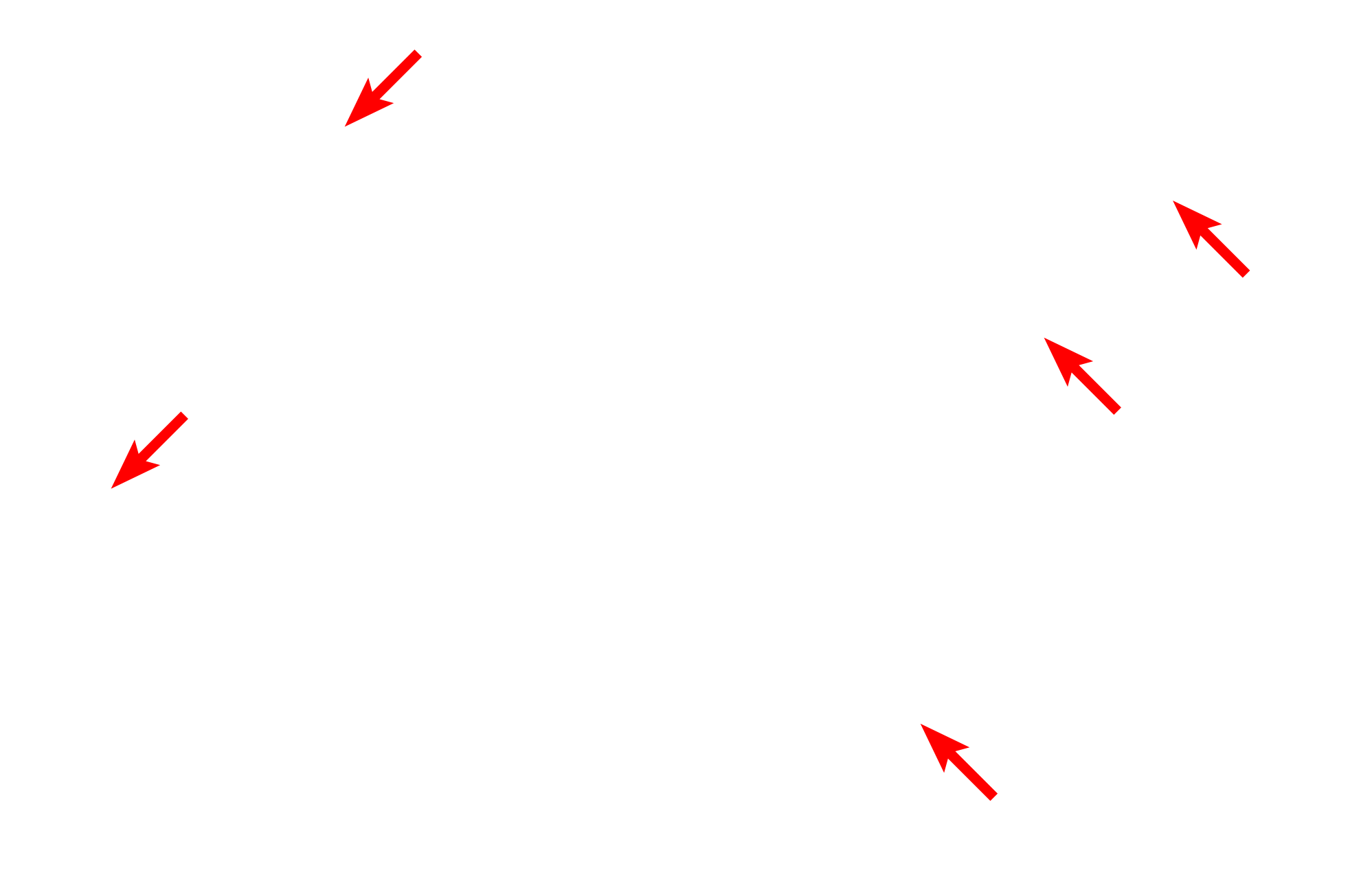 Caveoli > <p>Smooth muscle fibers lack T tubules; however, numerous invaginations of the plasma membrane, termed caveoli, are thought to represent rudimentary T tubules.  The caveoli are often associated with SER profiles in the cytoplasm, suggestive of a primitive sarcoplasmic reticulum.</p>
