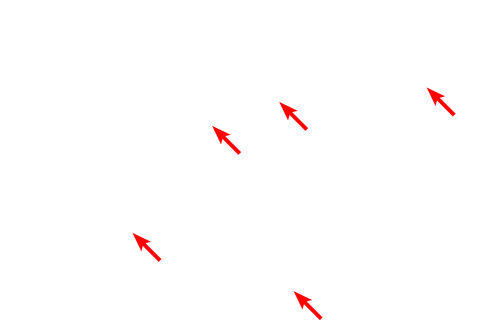 Myofilaments <p>The myofilaments of smooth cell fibers are not organized into myofibrils; instead, the overlapping thick and thin filaments form a reticulum within the sarcoplasm.  Actin filaments are anchored in dense bodies, which represent Z lines of striated muscle.  Dense bodies are located both in the sarcoplasm and beneath the sarcolemma.  7000x</p>
