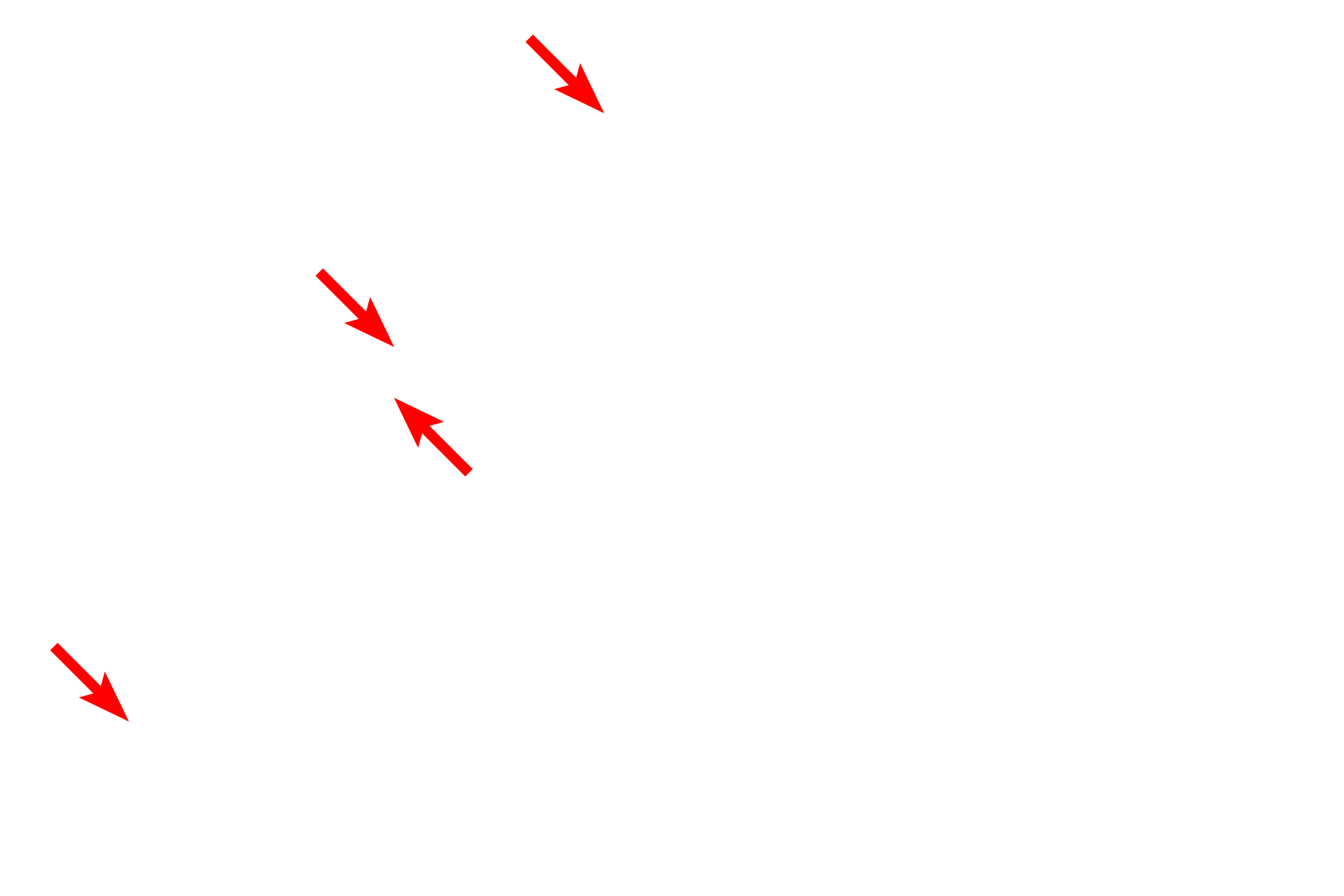 External lamina <p>The myofilaments of smooth cell fibers are not organized into myofibrils; instead, the overlapping thick and thin filaments form a reticulum within the sarcoplasm.  Actin filaments are anchored in dense bodies, which represent Z lines of striated muscle.  Dense bodies are located both in the sarcoplasm and beneath the sarcolemma.  7000x</p>
