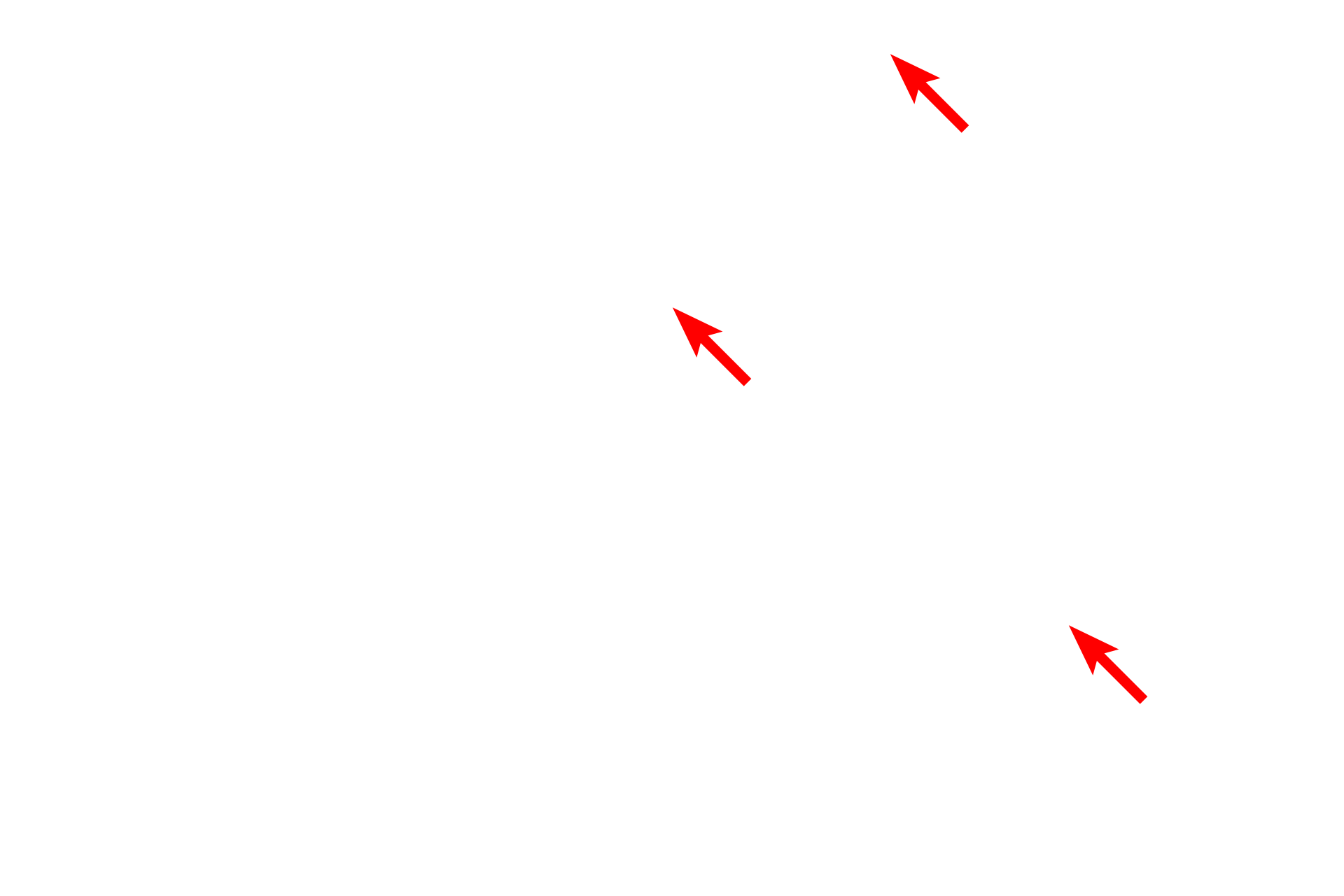 Mitochondria <p>The myofilaments of smooth cell fibers are not organized into myofibrils; instead, the overlapping thick and thin filaments form a reticulum within the sarcoplasm.  Actin filaments are anchored in dense bodies, which represent Z lines of striated muscle.  Dense bodies are located both in the sarcoplasm and beneath the sarcolemma.  7000x</p>
