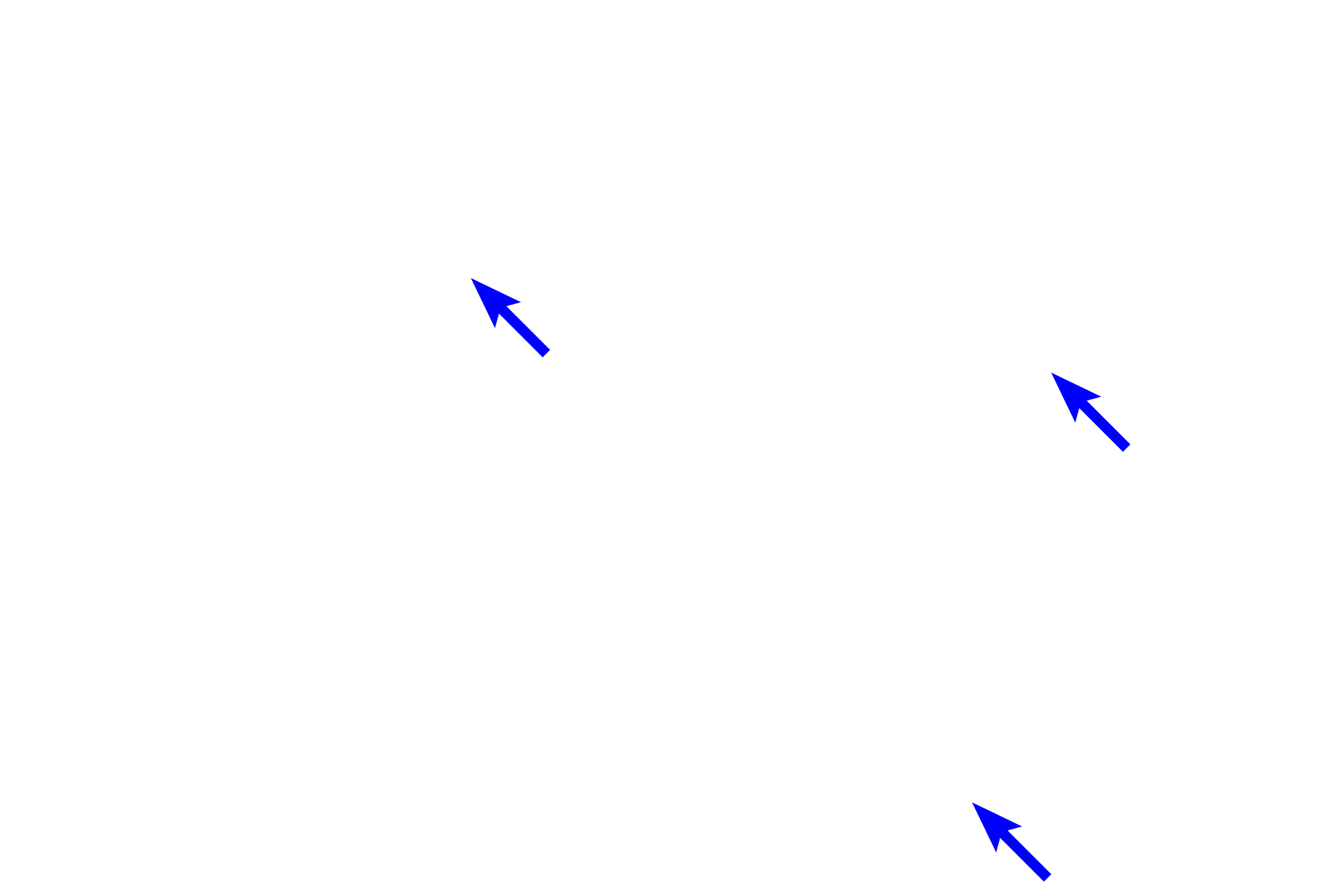 Connective tissue <p>Smooth muscle is also found forming a thin layer in connective tissue near the luminal surface of hollow organs, such as those in the digestive or respiratory systems. In this field, the fascicles are cut in cross section.  Also visible are two mast cells as well as numerous small blood vessels.  1000x</p>
