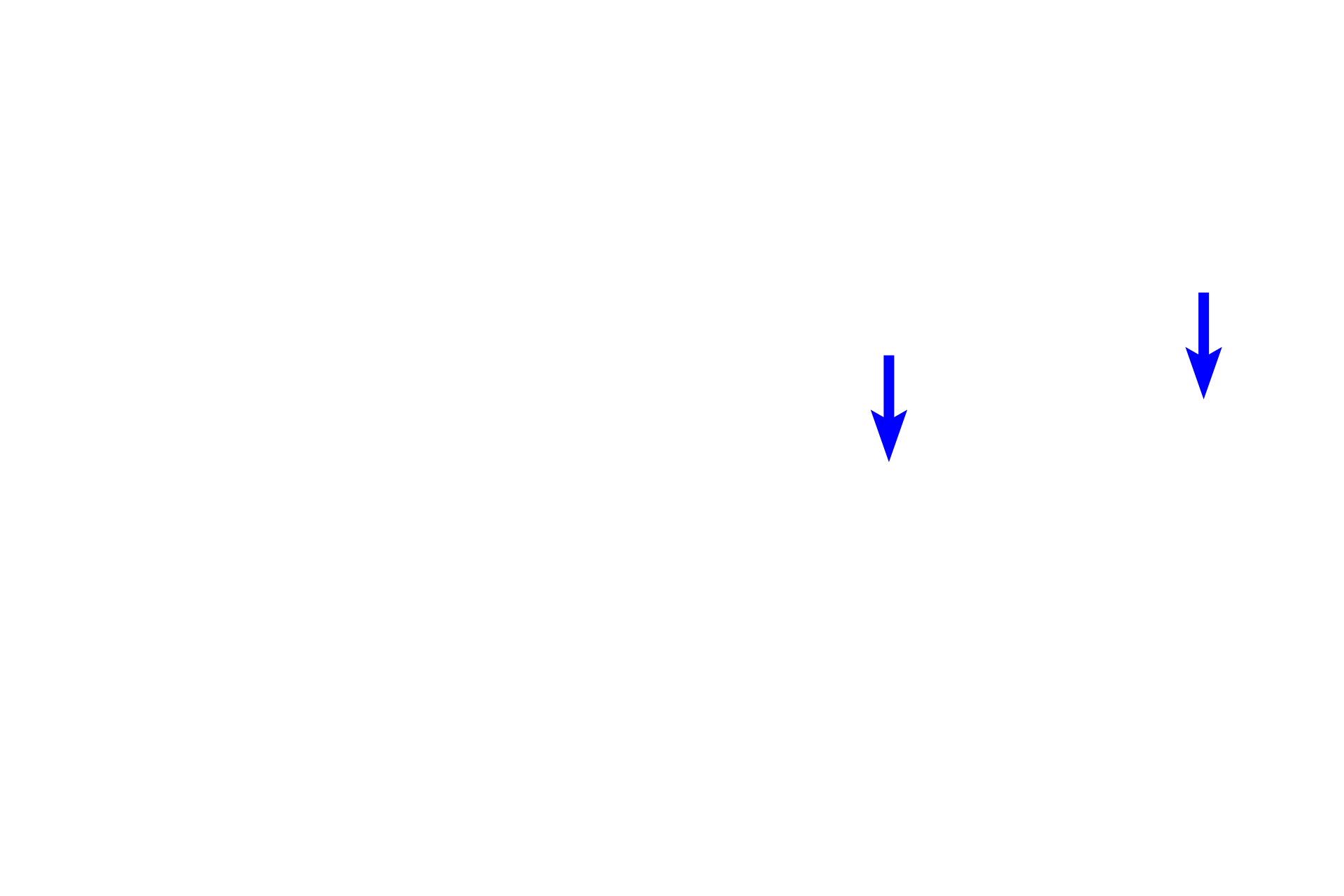 Mast cells <p>Smooth muscle is also found forming a thin layer in connective tissue near the luminal surface of hollow organs, such as those in the digestive or respiratory systems. In this field, the fascicles are cut in cross section.  Also visible are two mast cells as well as numerous small blood vessels.  1000x</p>
