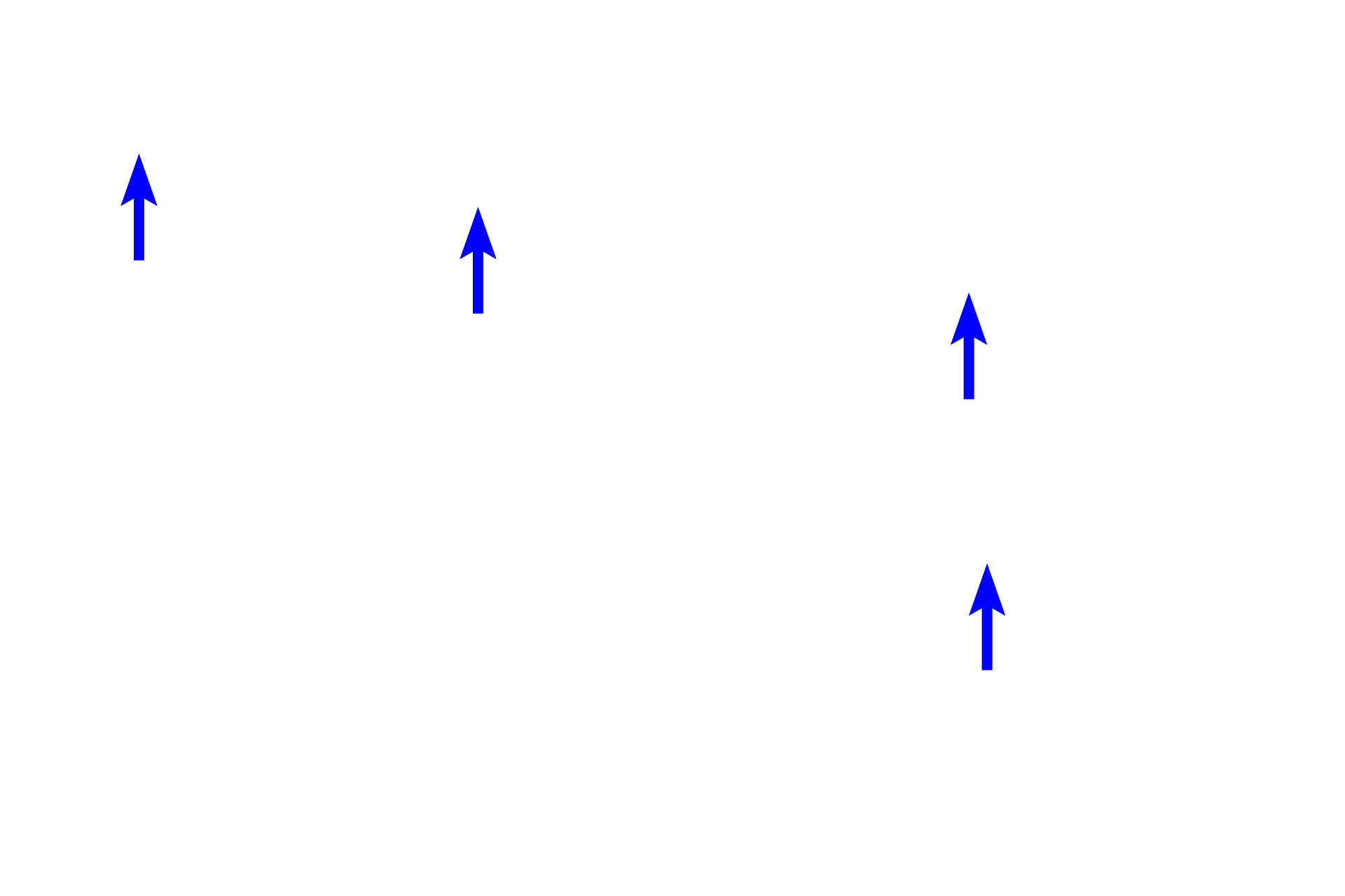 Blood vessel <p>Smooth muscle is also found forming a thin layer in connective tissue near the luminal surface of hollow organs, such as those in the digestive or respiratory systems. In this field, the fascicles are cut in cross section.  Also visible are two mast cells as well as numerous small blood vessels.  1000x</p>
