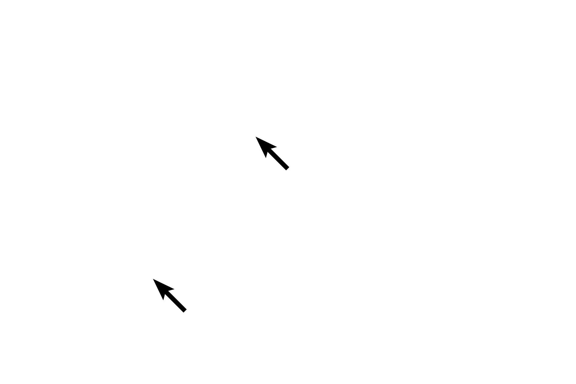 Autonomic nerves > <p>Peripheral, autonomic nerves belonging to Auerbach’s plexus are located between the perpendicularly arranged smooth muscle layers.  The nerves in the plexus supply the muscle, regulating contraction.</p>
