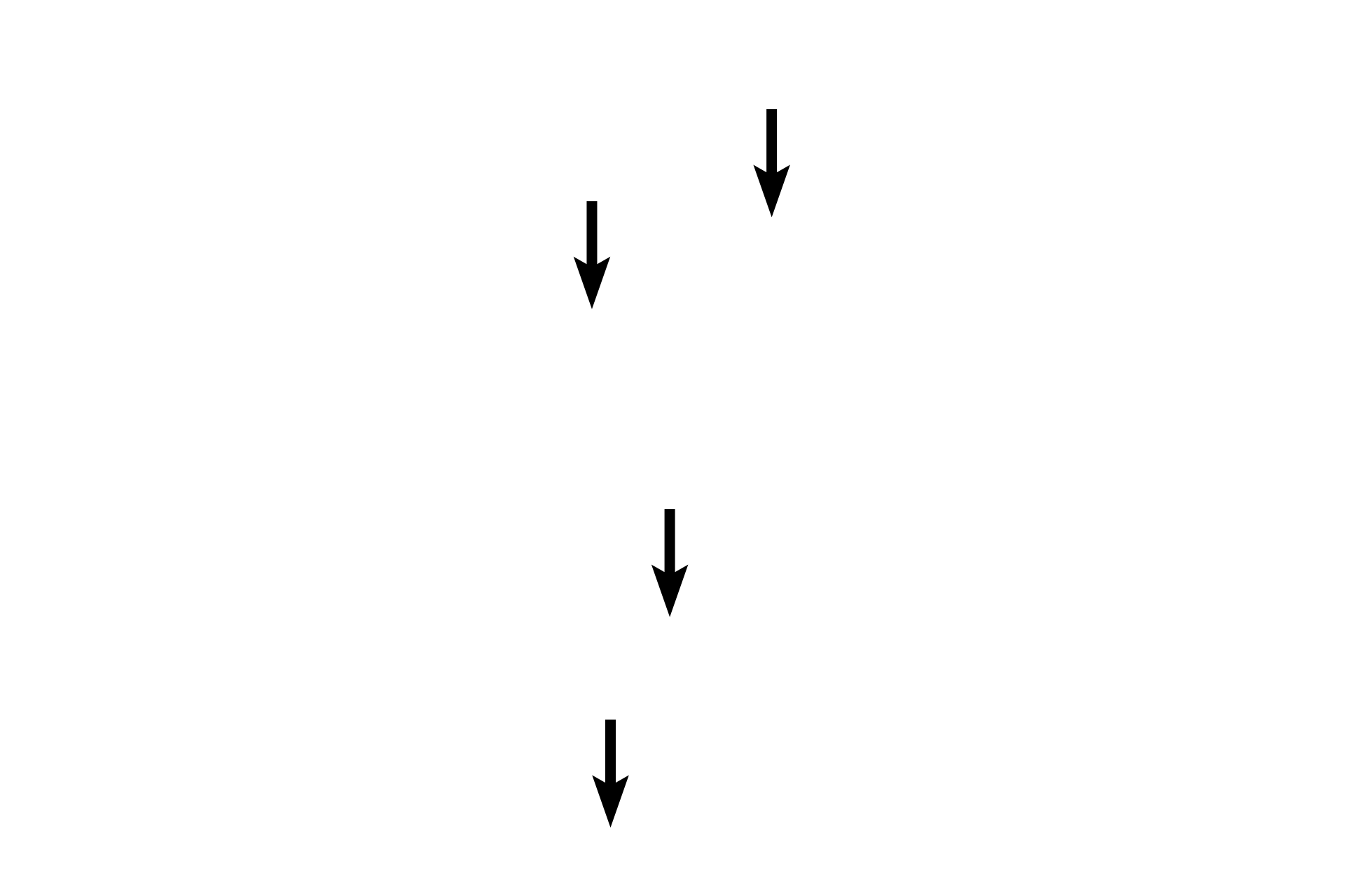 Nuclei <p>A unique feature of smooth muscle fibers is the presence of “inch-worm” nuclei. This appearance is caused by the criss-crossing of myofilaments in the cytoplasm deforming the nucleus during contraction.  The central, “inch-worm” nuclei, when present, and the absence of striations are good identifiers for smooth muscle in longitudinal section.  1000x</p>
