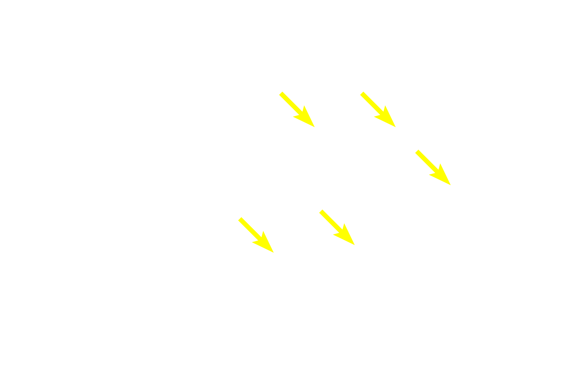 Muscle fibers <p>The cytoplasm of smooth muscle fibers cut in cross section appears homogeneous since myofibrils are not present.  Actin and myosin myofilaments criss-cross throughout the cytoplasm.  In addition, since the nucleus is located midway along the fiber, most cross sections of the fibers do not pass through the nucleus  1000x</p>
