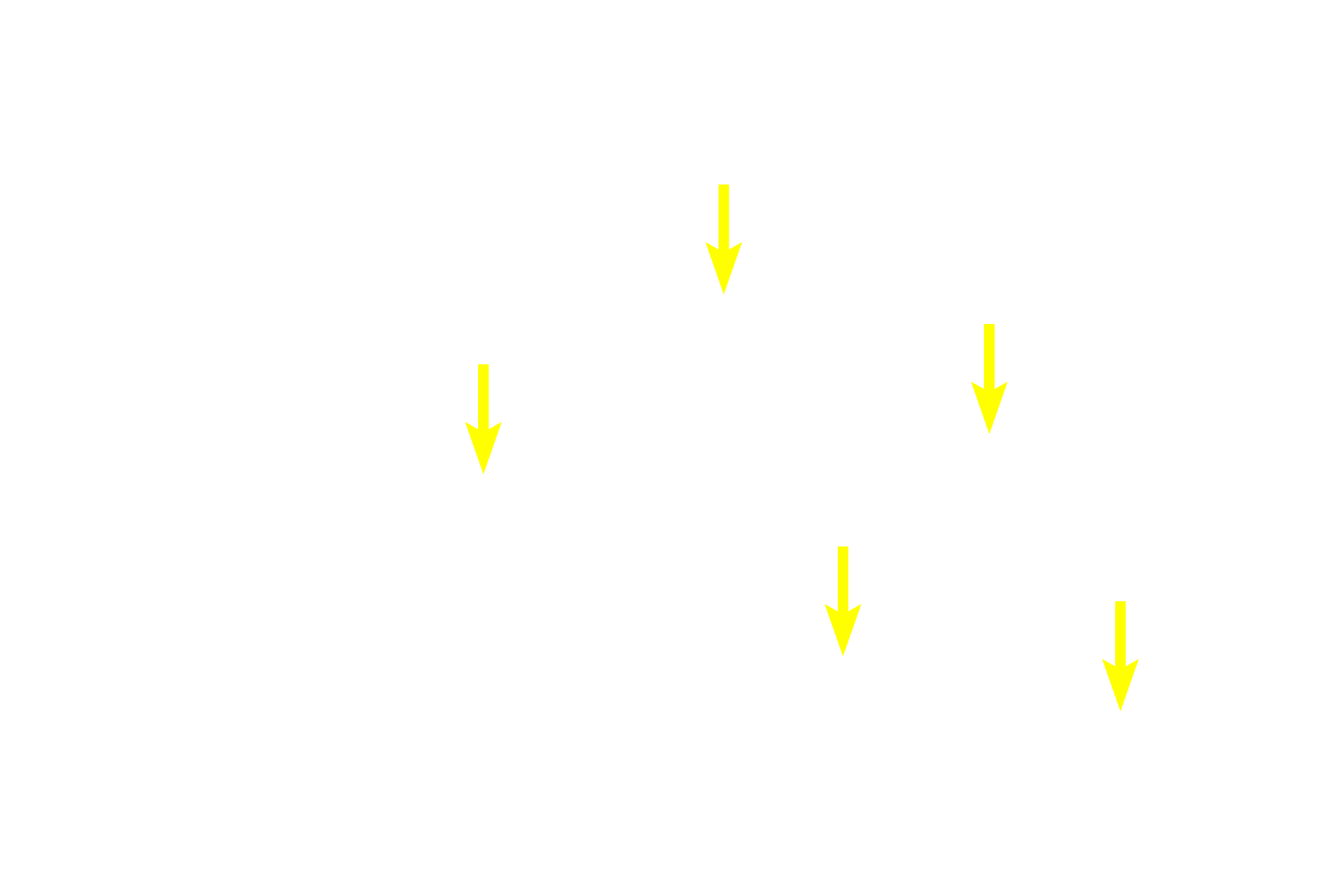 Nuclei <p>The cytoplasm of smooth muscle fibers cut in cross section appears homogeneous since myofibrils are not present.  Actin and myosin myofilaments criss-cross throughout the cytoplasm.  In addition, since the nucleus is located midway along the fiber, most cross sections of the fibers do not pass through the nucleus  1000x</p>
