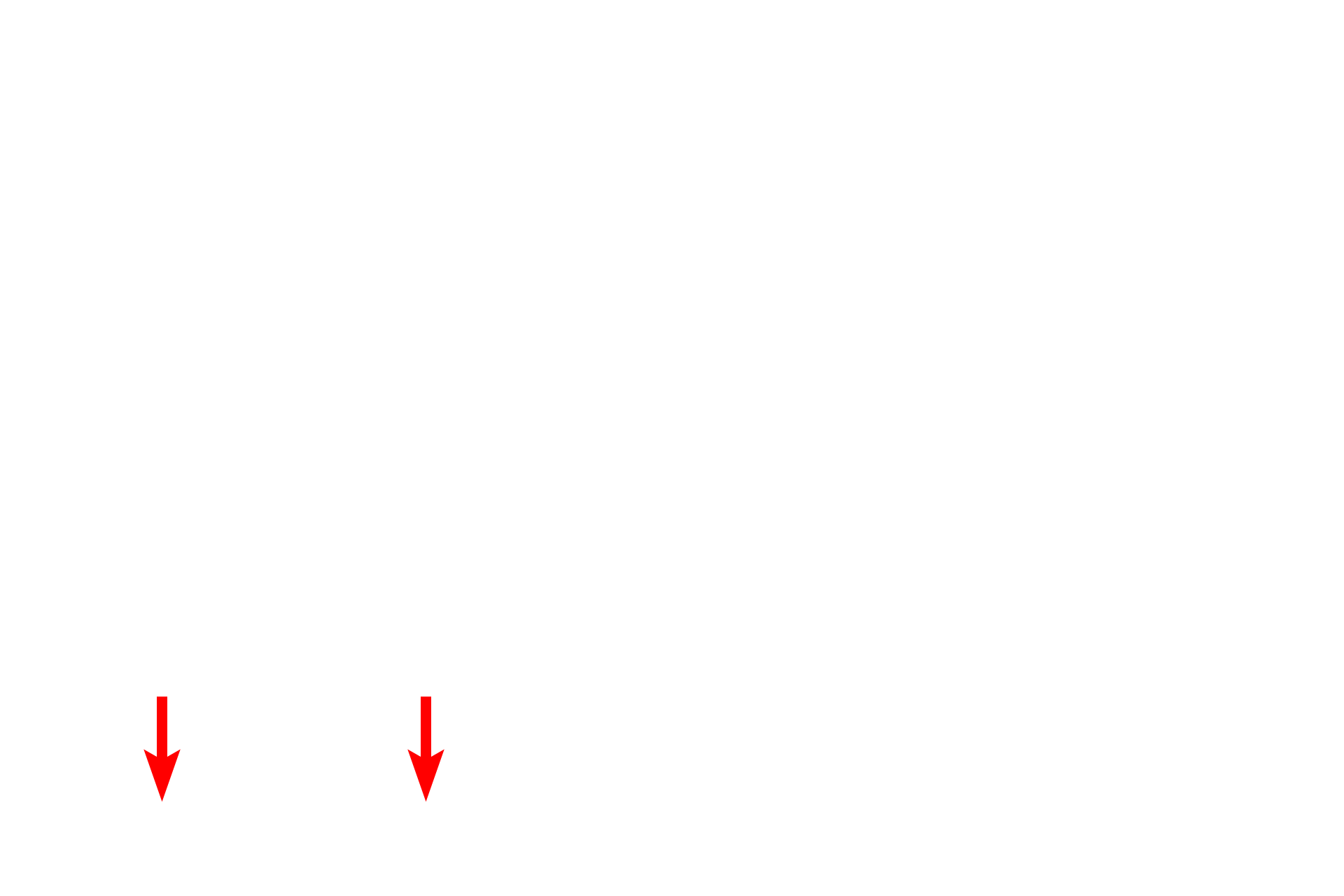 Presynaptic terminals (boutons) > <p>The terminal branches of axons end in small button-like structures called presynaptic terminals or terminal boutons.  These terminals contain neurotransmitter vesicles, which are released to stimulate the next neuron, a muscle cell or a gland.</p>
