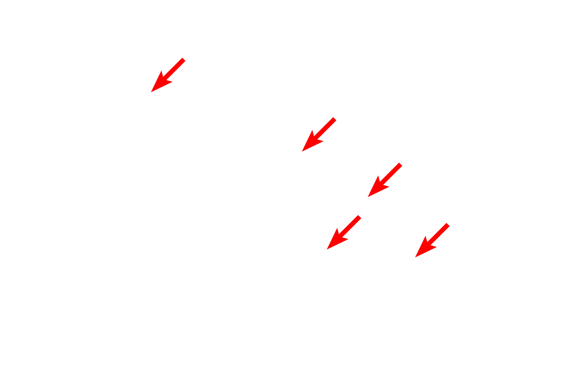  - Synaptic vesicles <p>The presynaptic terminal (terminal bouton) of the presynaptic neuron contains synaptic vesicles filled with neurotransmitter.  An action potential triggers calcium influx into the terminal, causing the release of this neurotransmitter into the synaptic cleft.  Though not visible in this image, numerous mitochondria are also present in the presynaptic terminal for energy production and as a calcium buffer.</p>
