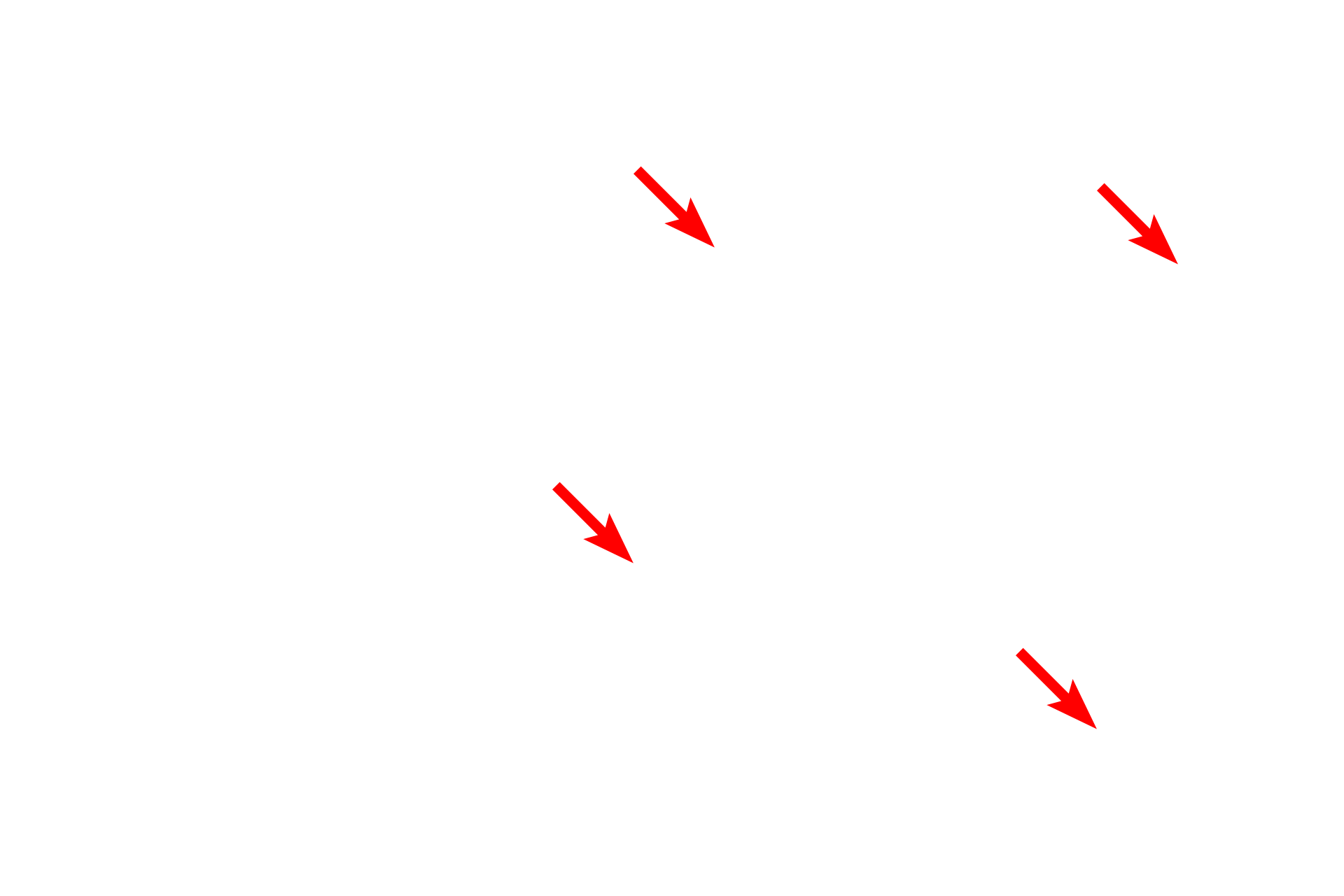 Astrocytes > <p>Astrocytes are the major supportive cell in the central nervous system.  These cells have multiple functions, including physical support, metabolic and ionic homeostasis, and protection.  Astrocytes in grey matter are called protoplasmic astrocytes, while those located in white matter are called fibrous astrocytes.</p>

