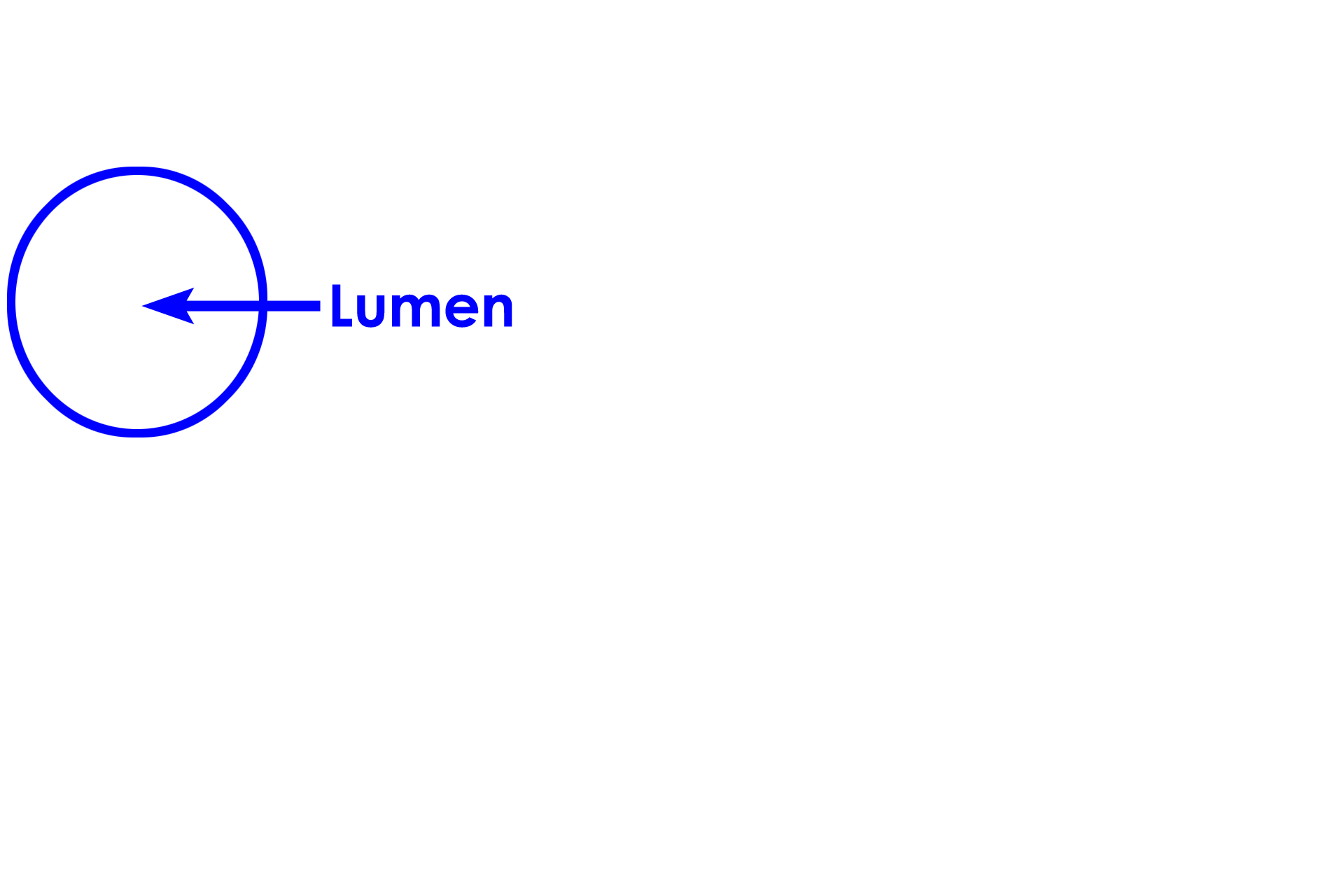 Blood vessel <p>Peripheral nerves can be found coursing through tissues of the body.  Generally, nerves appear well demarcated from surrounding tissue due to the presence of the perineurium.  Nerves do not have a lumen and often have a wavy appearance in longitudinal section.  These two characteristics distinguish nerves from blood vessels or the ducts of glands.  400x</p>

