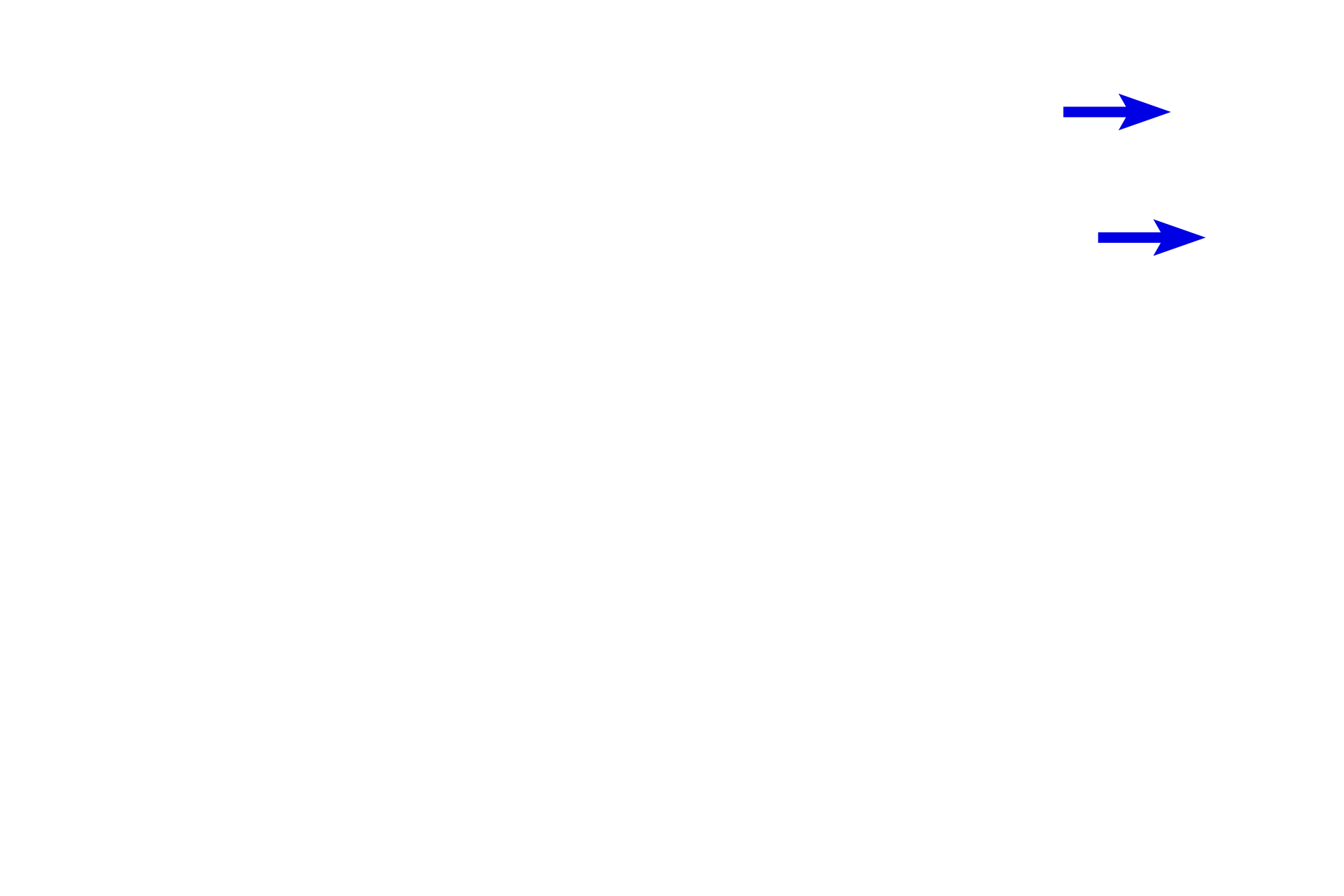 Adipocytes <p>The dermis of the skin contains many peripheral nerves which convey both myelinated and unmyelinated axons.  Nerve fascicles are clearly outlined by their perineurium.  Also visible in the connective tissue are blood vessels and accumulations of adipocytes.  400x</p>

