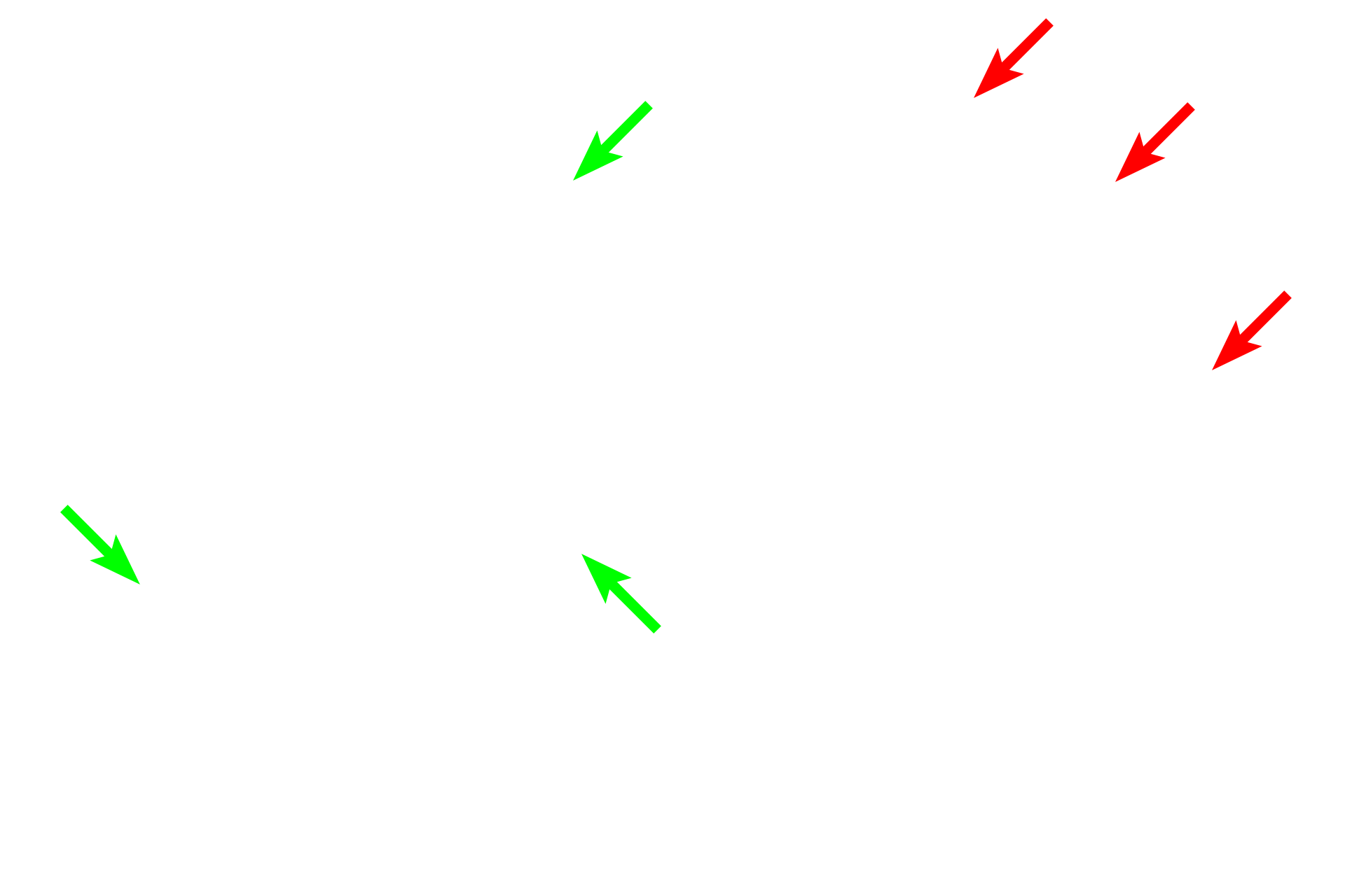 Fibroblasts <p>The perineurial cells form a compact wrapping around fascicles.  The cells of the perinerium are highly unique and contribute to the formation of the protective blood-nerve barrier.  They are distinct from fibroblasts which can be found within the fascicle where the secrete collagen fibrils.</p>
