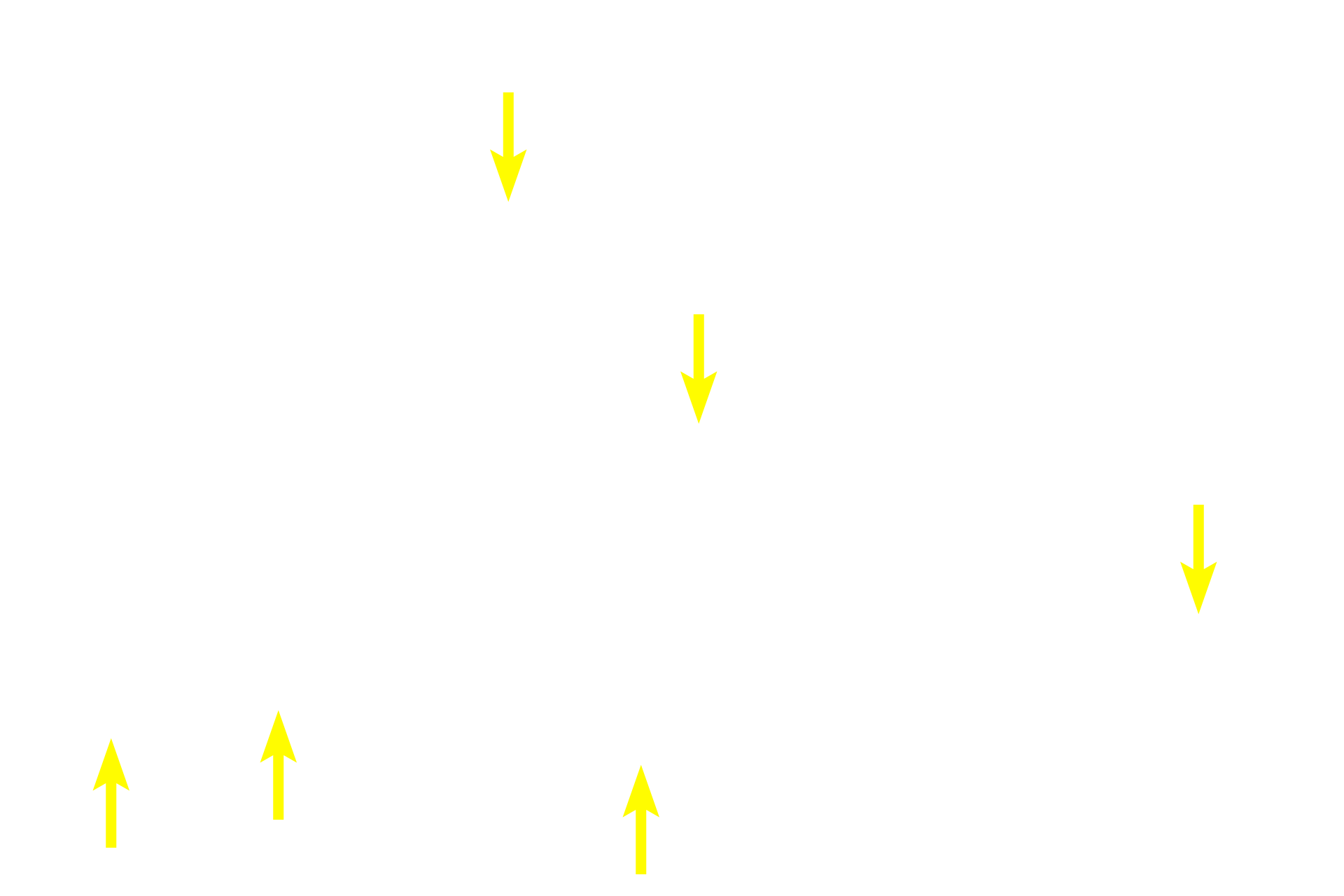 Perineurium > <p>The cells of the perinerium are highly unique and contribute to the formation of the protective blood-nerve barrier.  The cells are squamous and exhibit epithelial features, such as individual basal laminae and tight junctions.  However, they are also contractile, possess large numbers of actin filaments, and synthesize collagen and, thus, resemble smooth muscle cells and fibroblasts.</p>
