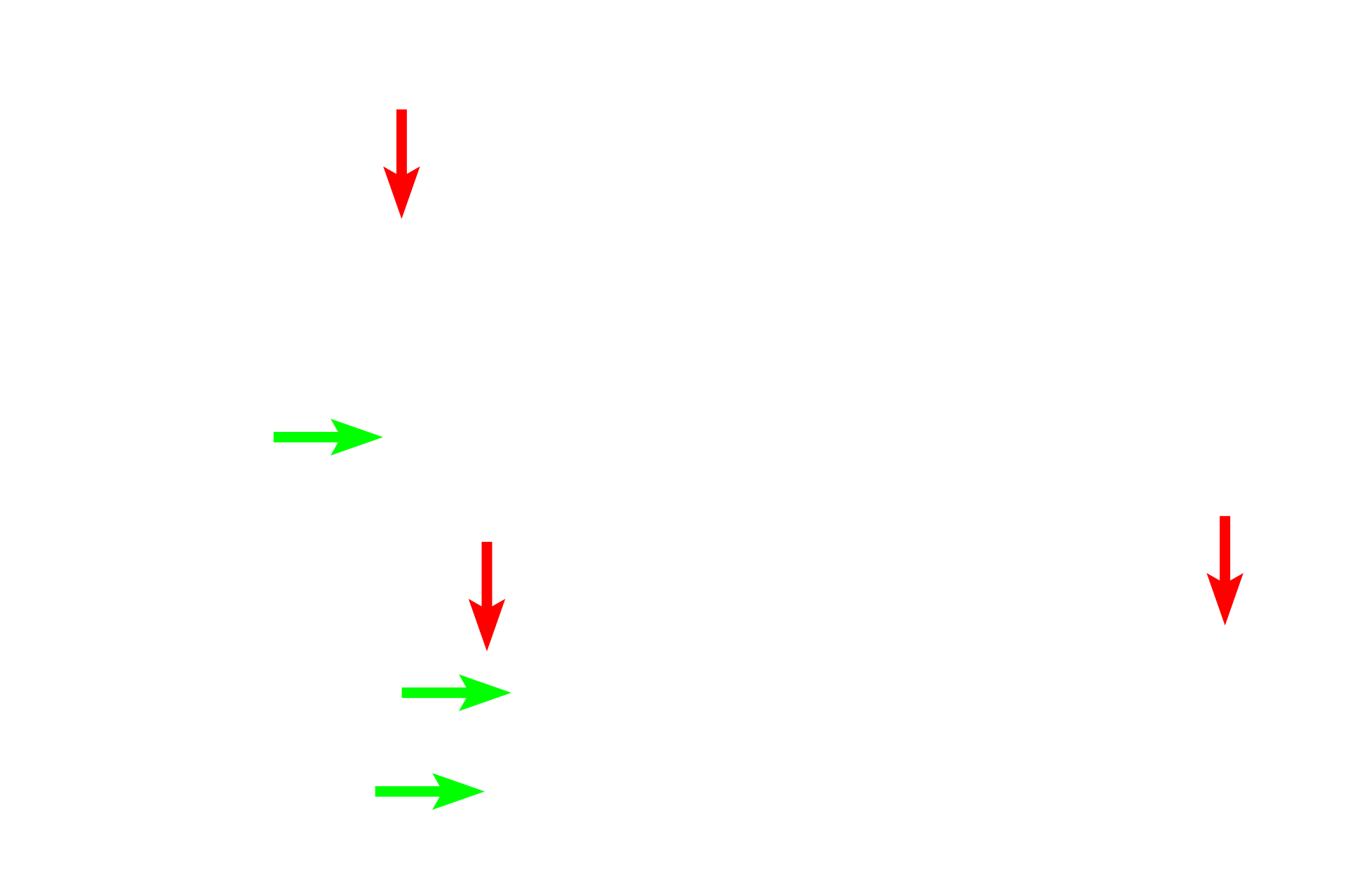 Schwann cell nuclei > <p>The Schwann cell nuclei are seen in association with individual myelinated axons (red arrows), as well as clusters of unmyelinated axons (green arrows).  Each myelin-forming Schwann cell forms a single internode of myelin around one axon, whereas one non-myelinating Schwann cell envelopes multiple, small-caliber axons.  Each Schwann cell also secretes its own external lamina.</p>
