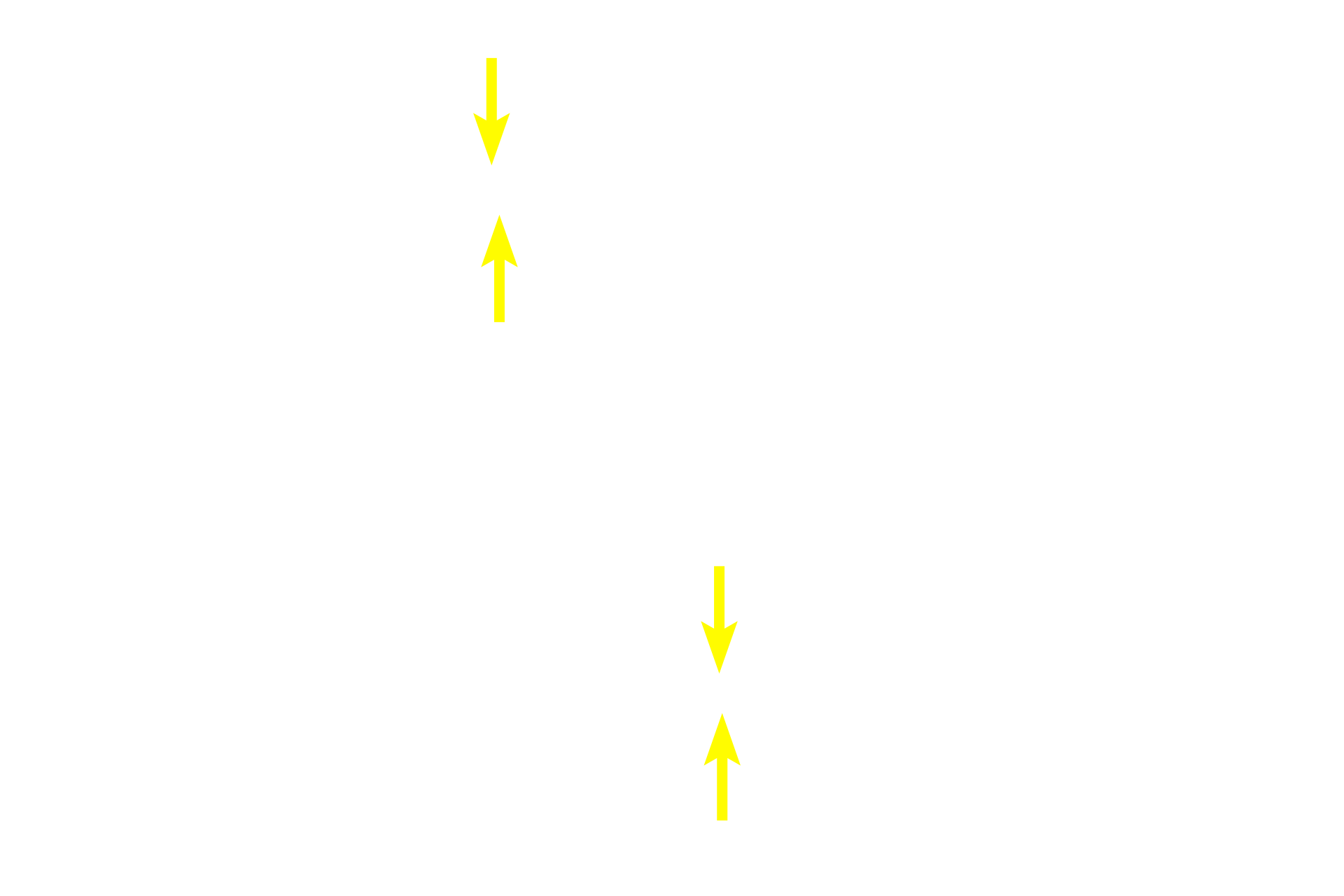 Nodes of Ranvier > <p>The node of Ranvier is a specialized region of the axonal plasma membrane located in the gap between adjacent myelin internodes.  The node of Ranvier possesses a high concentration of sodium channels, which propagate the action potential.</p>
