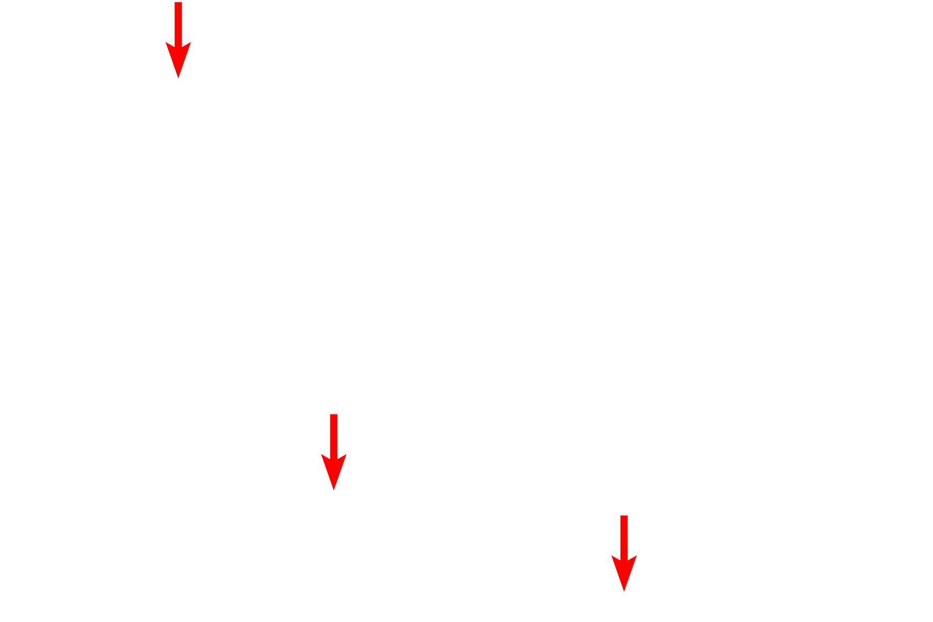 Collagen fibrils <p>Schwann cells secrete an external lamina, which is similar to a basal lamina produced by epithelial cells.  Surrounding the external lamina are delicate collagen fibrils which contribute to the endoneurium.</p>
