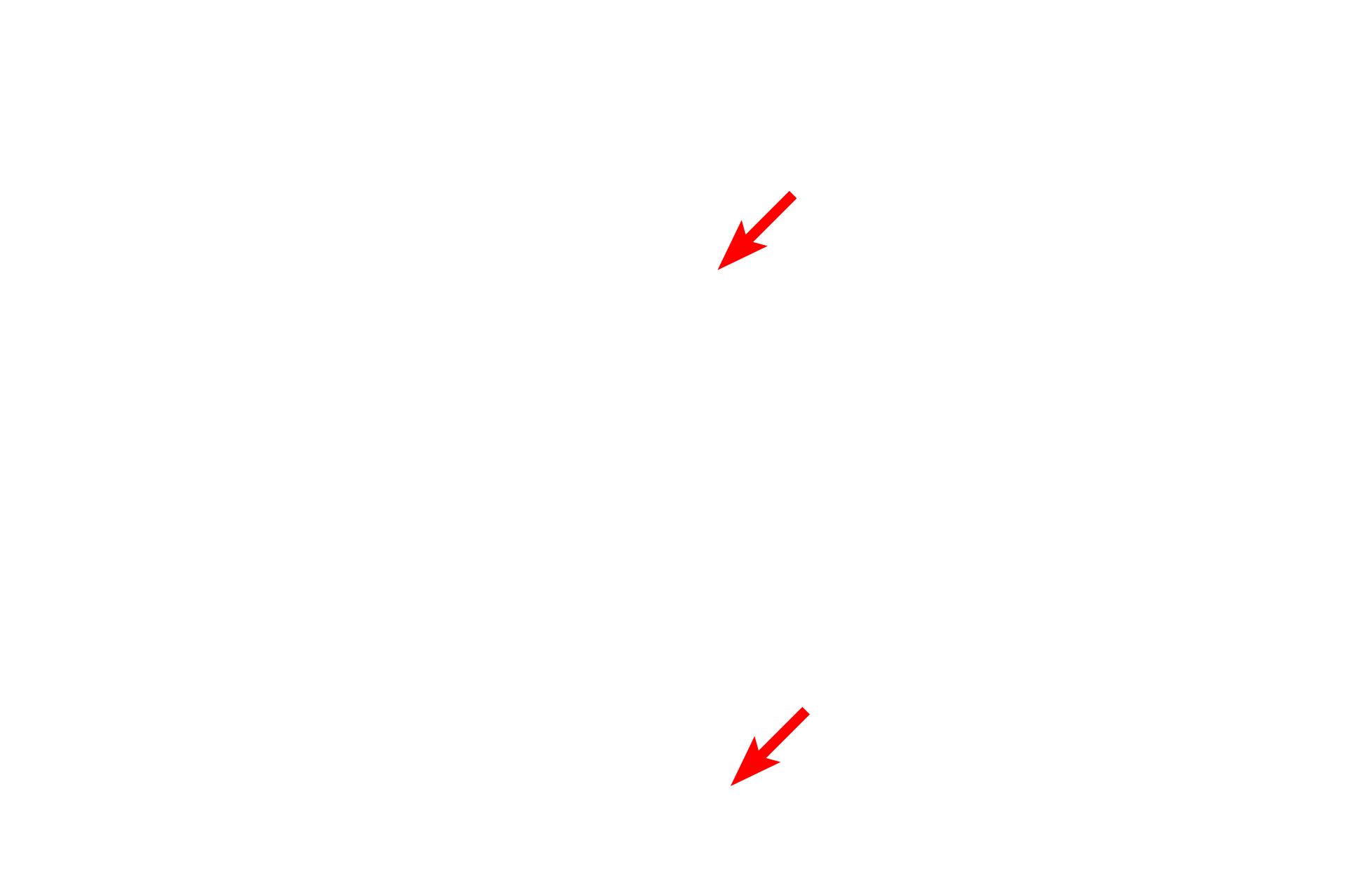  - Glycogen granules <p>Astrocytic processes are frequently seen associated with synapses where they monitor neurotransmitter levels.  Astrocyte processes can be distinguished by the presence of glycogen granules in their cytoplasm.</p>
