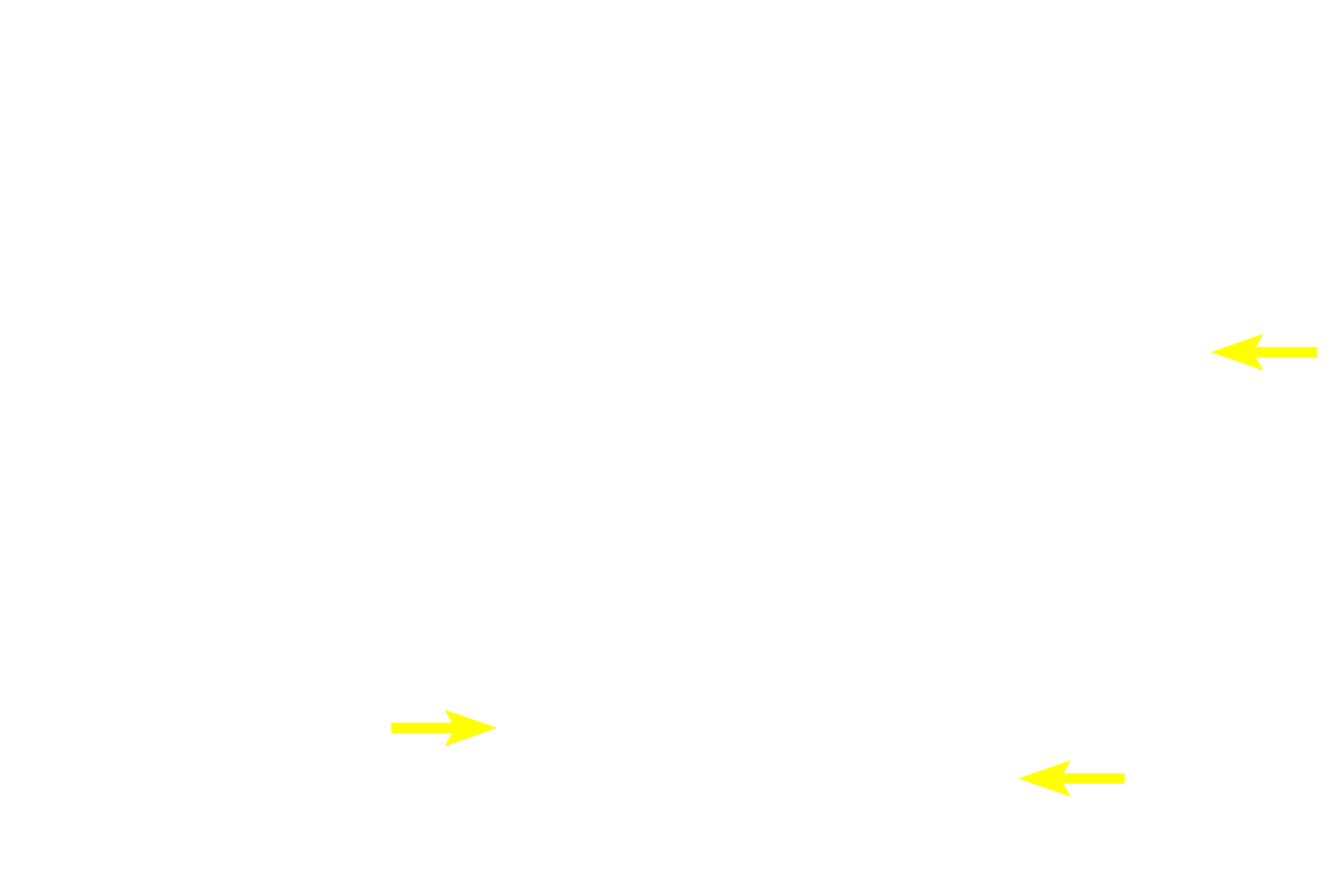 Capillaries <p>Astrocytes extend processes to capillaries and form “end-feet” which partially encircle the capillary.  Similar contacts are also made on neurons.  By these contacts, astrocytes help regulate metabolic and ionic homeostasis in the CNS.  These images show fibrous astrocytes stained by a special gold-deposition technique called the Cajal method.  1000x</p>
