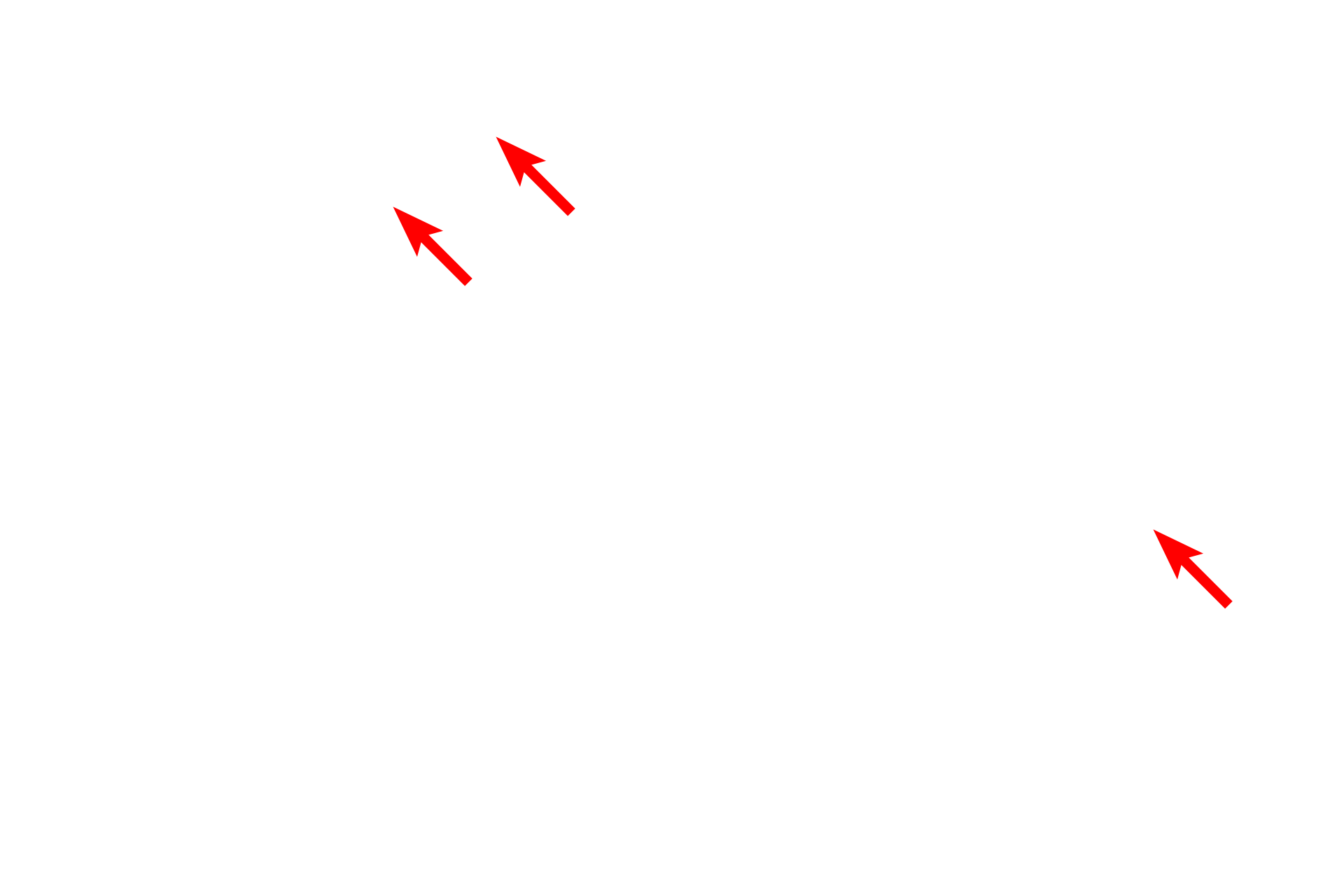 Astrocytes <p>Satellite oligodendrocytes are located in grey matter of the CNS, adjacent to nerve cell bodies, such as this pyramidal neuron in the cerebral cortex.  Also present in this region are protoplasmic astrocytes.  The oligodendrocyte nucleus can be distinguished from the astrocyte nucleus by its smaller size and more heterochromatic staining.</p>
