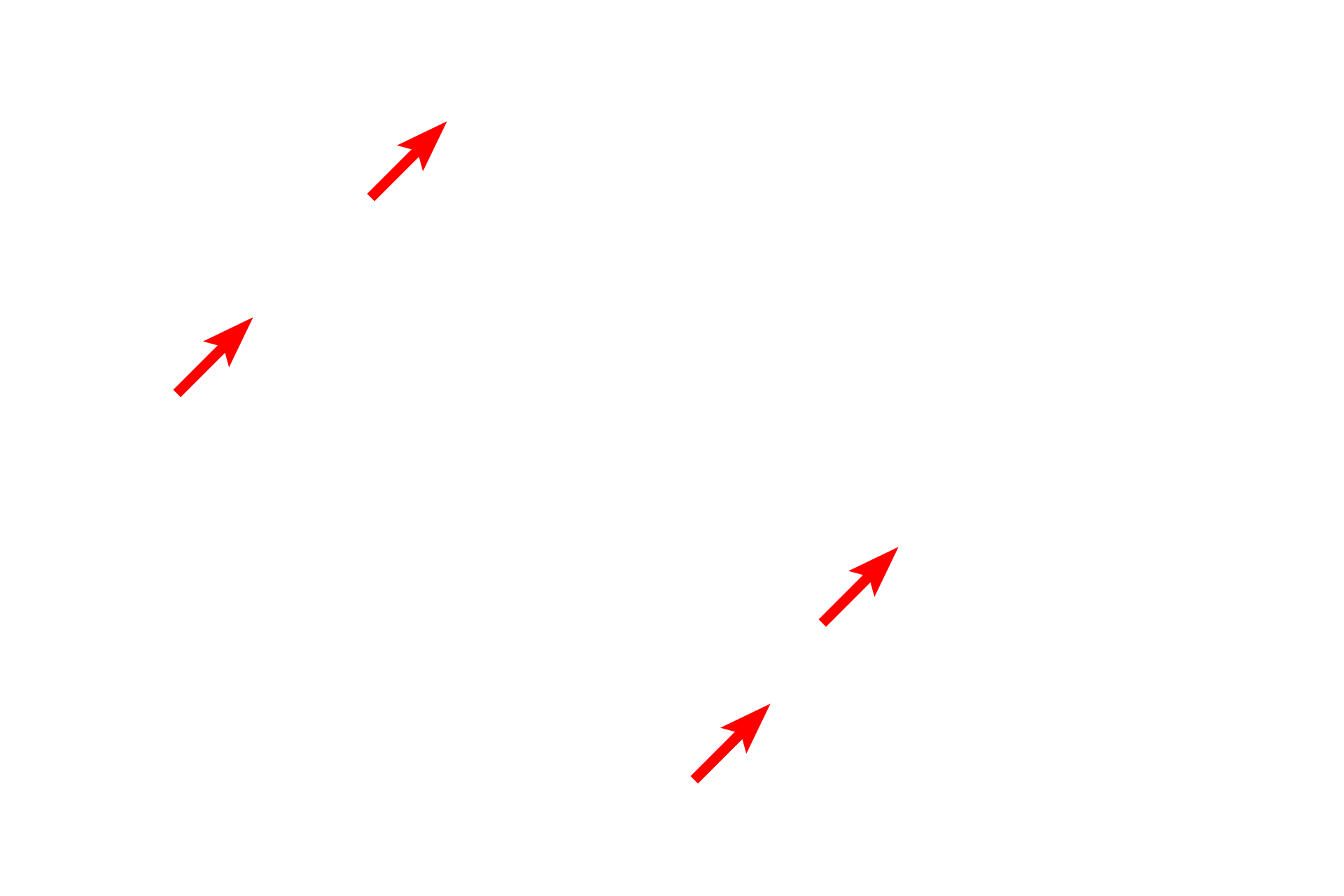 Astrocytes <p>Because this is a section of developing rat spinal cord, some of the oligodendrocytes are still immature (red arrows).  In these cells, the nuclei are larger and more euchromatic and the cytoplasm is more extensive than that in the more mature oligodendrocytes (yellow arrows).  Also visible are the pale-staining nuclei of astrocytes.</p>
