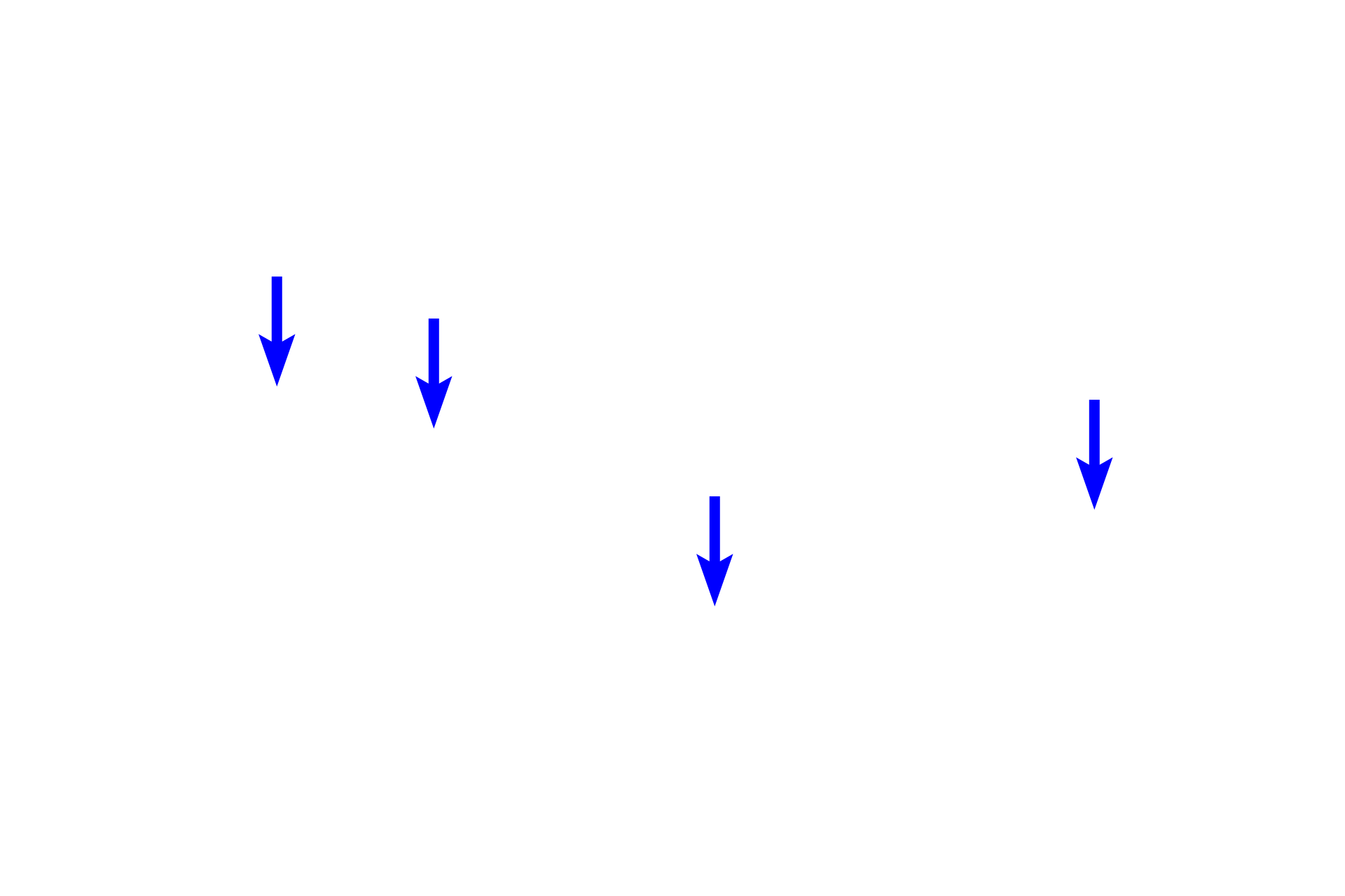 Oligodendrocytes > <p>An oligodendrocyte forms multiple internodal segments of myelin on multiple axons, in contrast to a Schwann cell which forms only one internode on one axon.  Myelin in the CNS forms in an analogous fashion to that in the PNS, forming concentric wrappings around the axon.</p>
