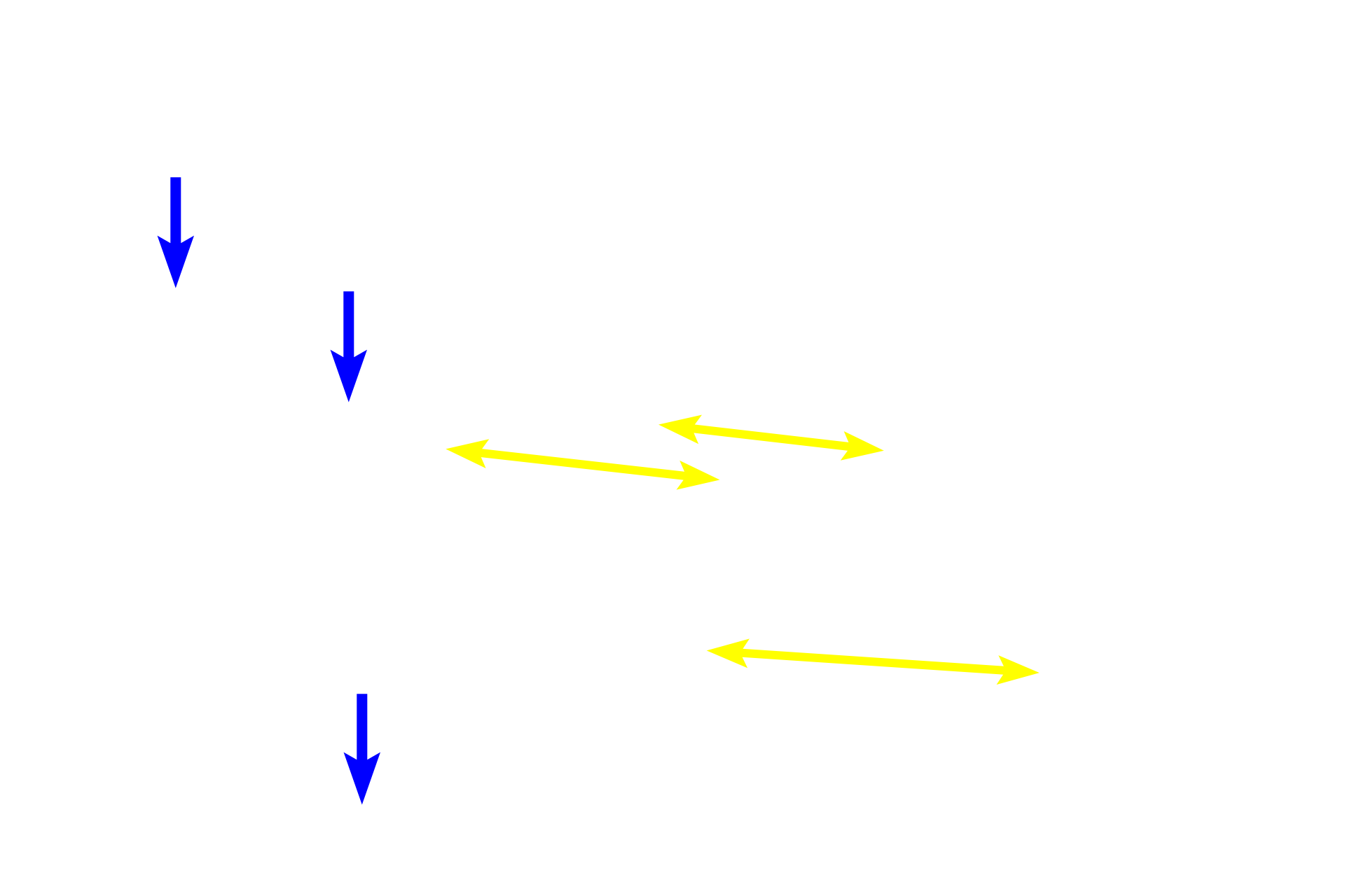 Myelin internodes <p>Each oligodendrocyte extends numerous, branched processes.  Each branch contacts and wraps around an axon, forming a single internodal segment of myelin.  Each oligodendrocyte myelinates multiple axons, up to 40 in some regions of the brain.  These processes are not visible by conventional H & E staining methods.</p>
