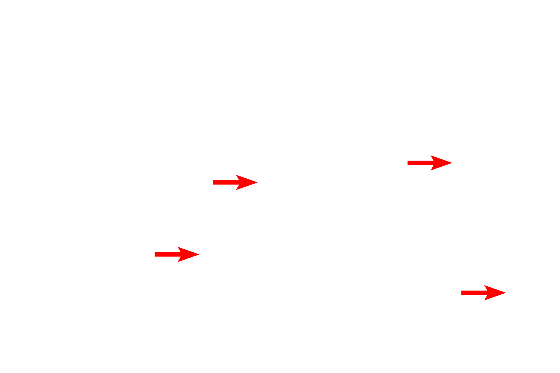 Myelinated axons <p>A second category of Schwann cells surrounds axons in peripheral nerves and consists of non-myelinating and myelinating types. Non-myelinating Schwann cells invest numerous small axons, with each axon aligning in a groove on the cell. Myelinating Schwann cells ensheath single axons with numerous spiraling wraps of membrane, forming a myelin segment or internode. A series of myelinating Schwann cells forms a segmented myelin sheath along a single axon. The myelin sheath is a lipid-rich, insulating wrapping of an axon, which increases the conduction velocity of an action potential. 1000x</p>
