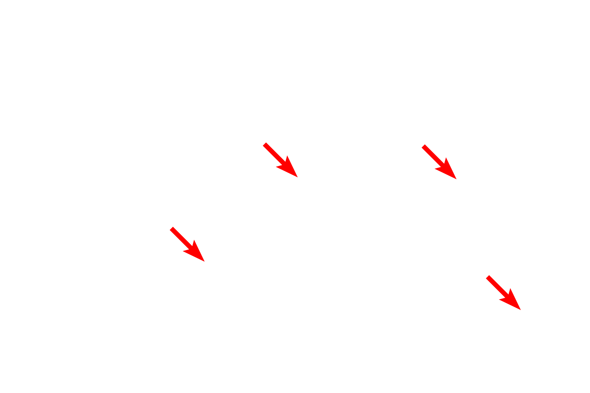 Myelin sheaths <p>A second category of Schwann cells surrounds axons in peripheral nerves and consists of non-myelinating and myelinating types. Non-myelinating Schwann cells invest numerous small axons, with each axon aligning in a groove on the cell. Myelinating Schwann cells ensheath single axons with numerous spiraling wraps of membrane, forming a myelin segment or internode. A series of myelinating Schwann cells forms a segmented myelin sheath along a single axon. The myelin sheath is a lipid-rich, insulating wrapping of an axon, which increases the conduction velocity of an action potential. 1000x</p>
