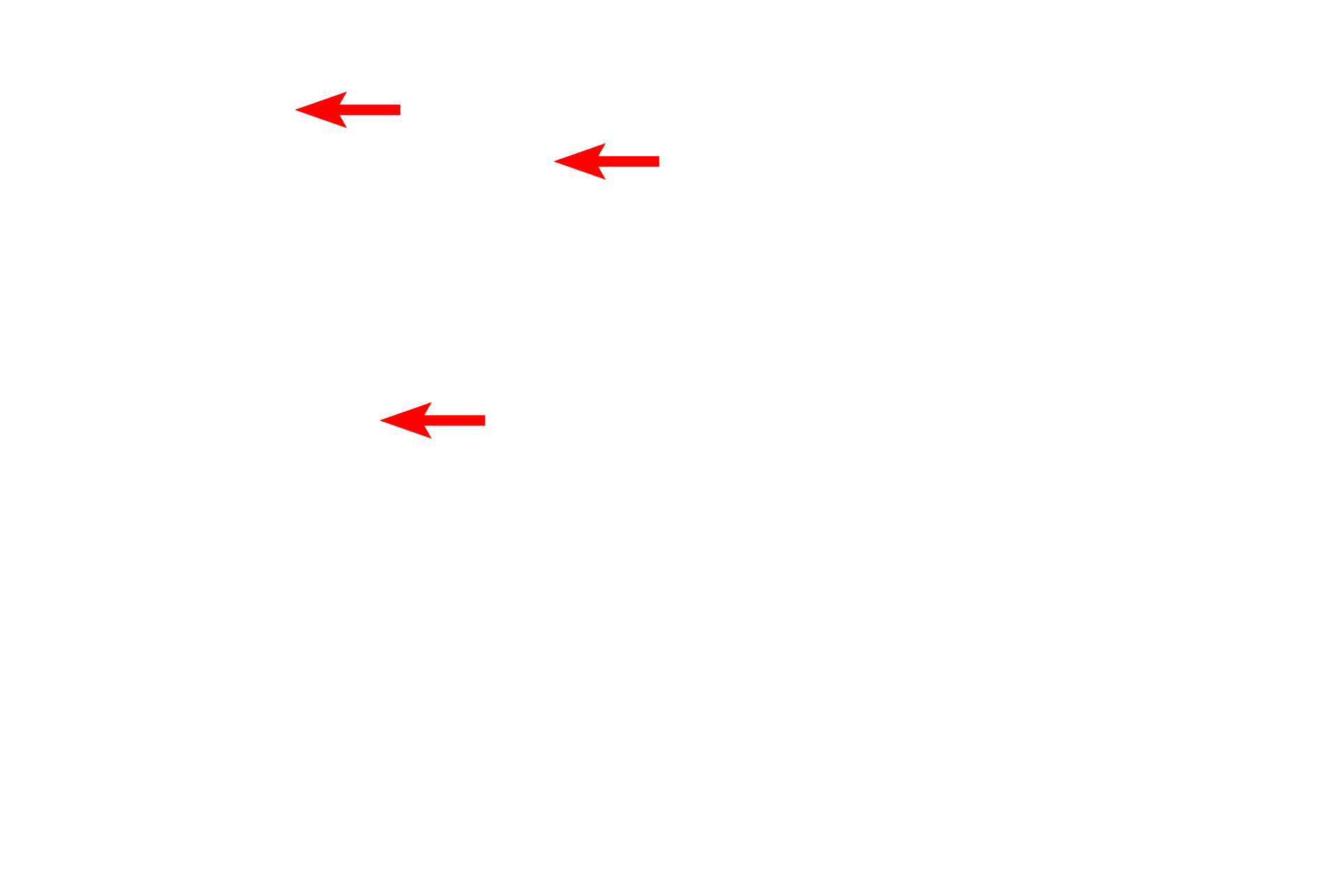 Collagen fibrils of endoneurium <p>Non-myelinating Schwann cells ensheath multiple unmyelinated axons.  These axons indent the surface of the Schwann cell and become invested by a single wrap of Schwann cell plasma membrane.  40,000x</p>
